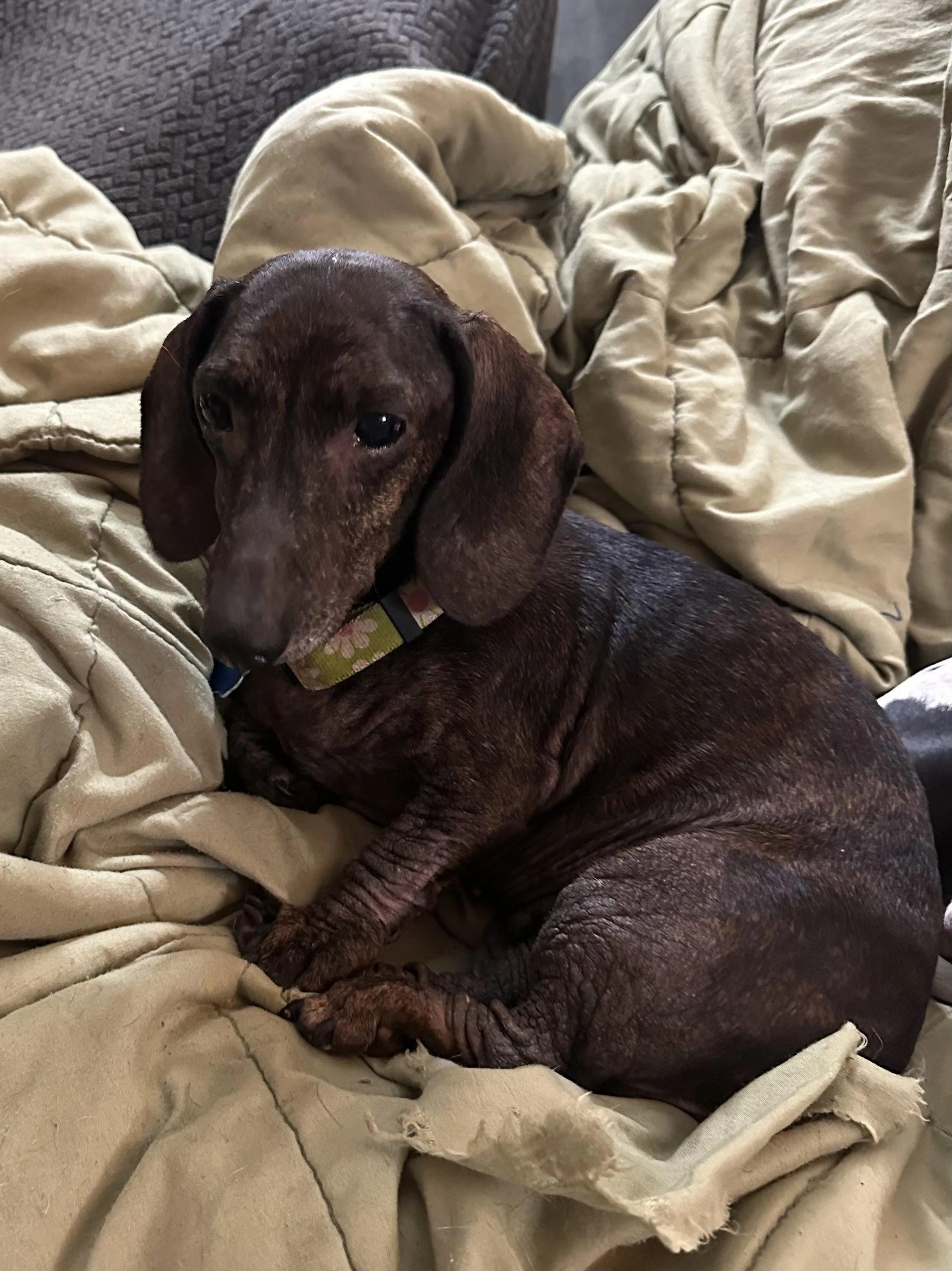 Found pet-2