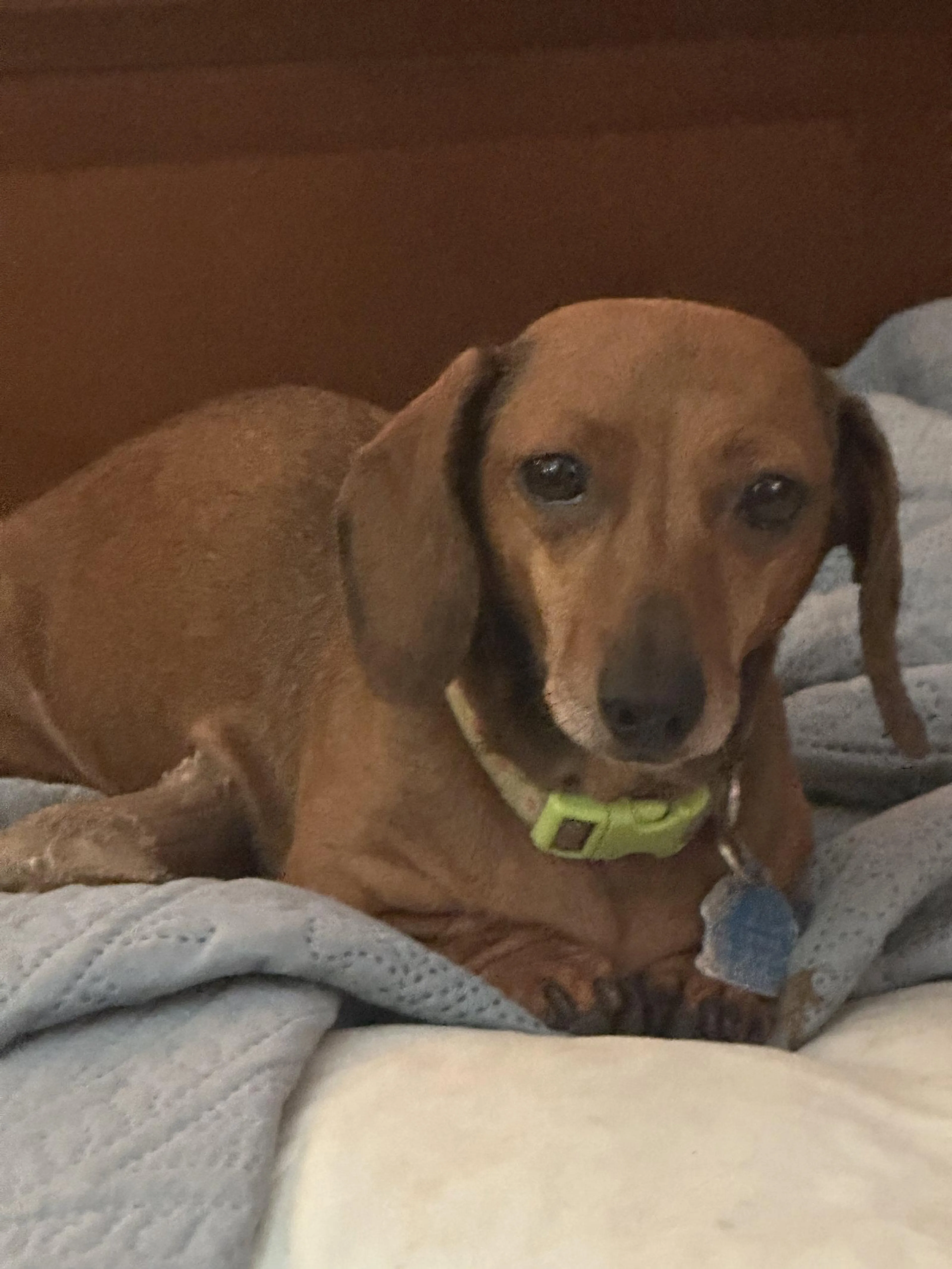 Found pet-1
