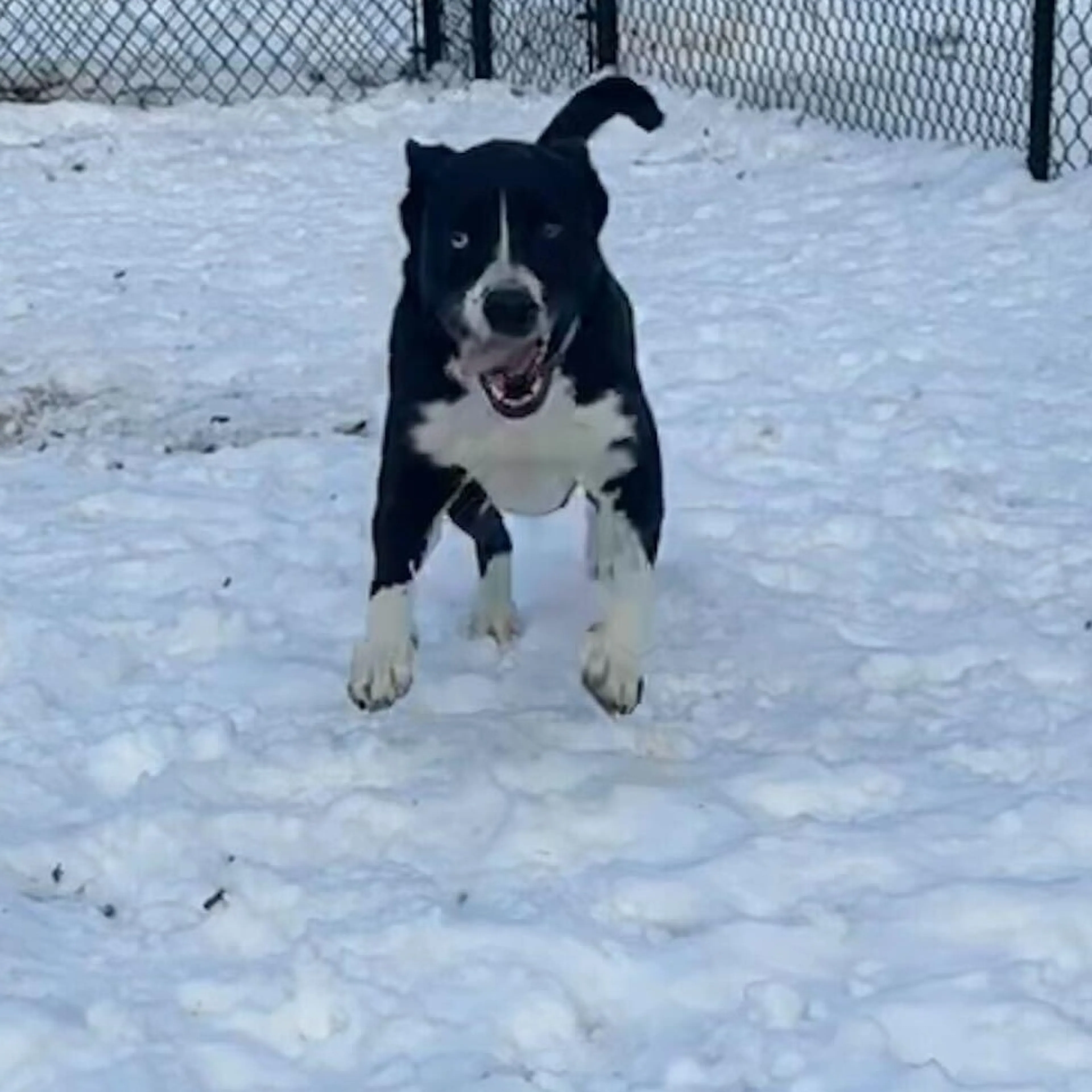 Found pet-1