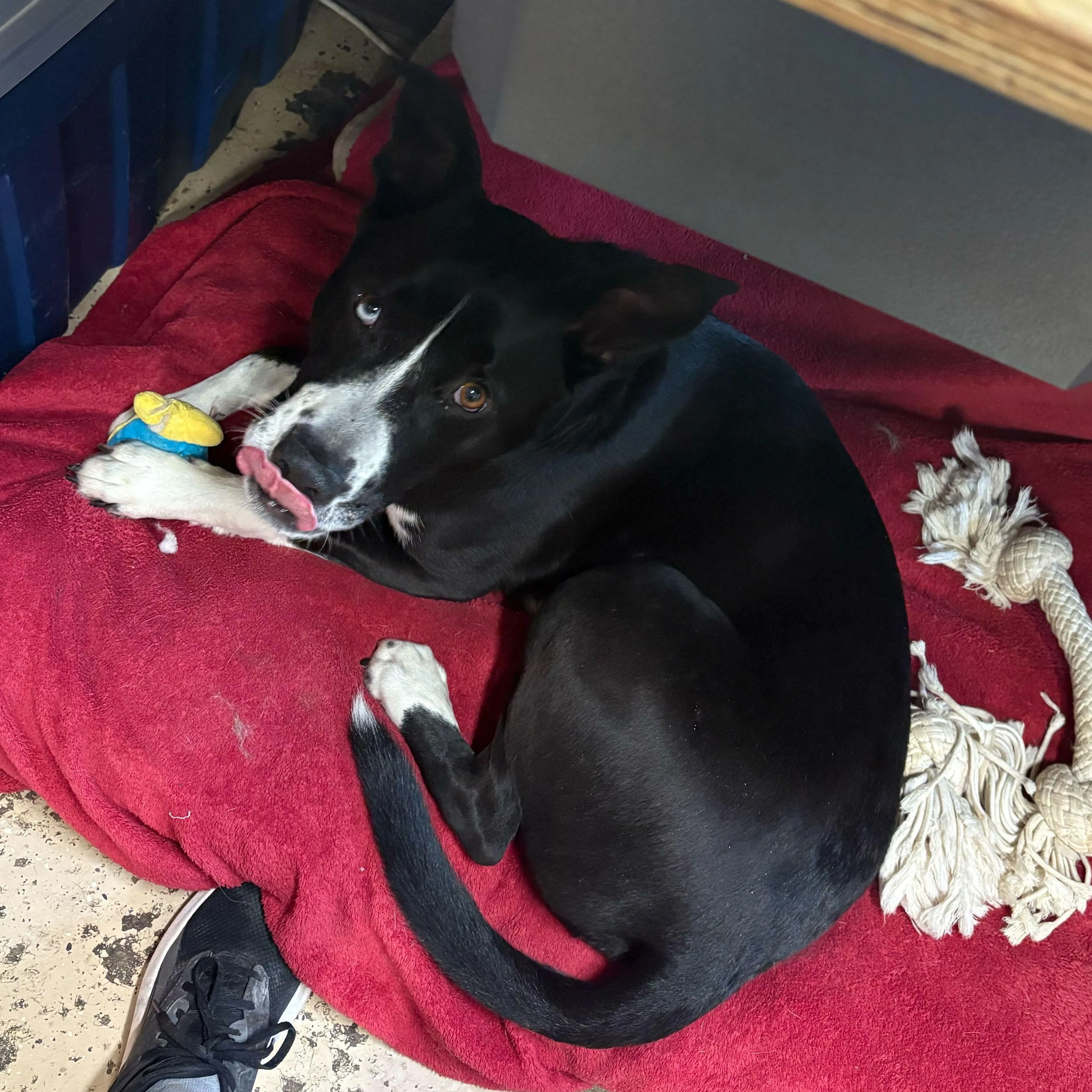 Found pet-3