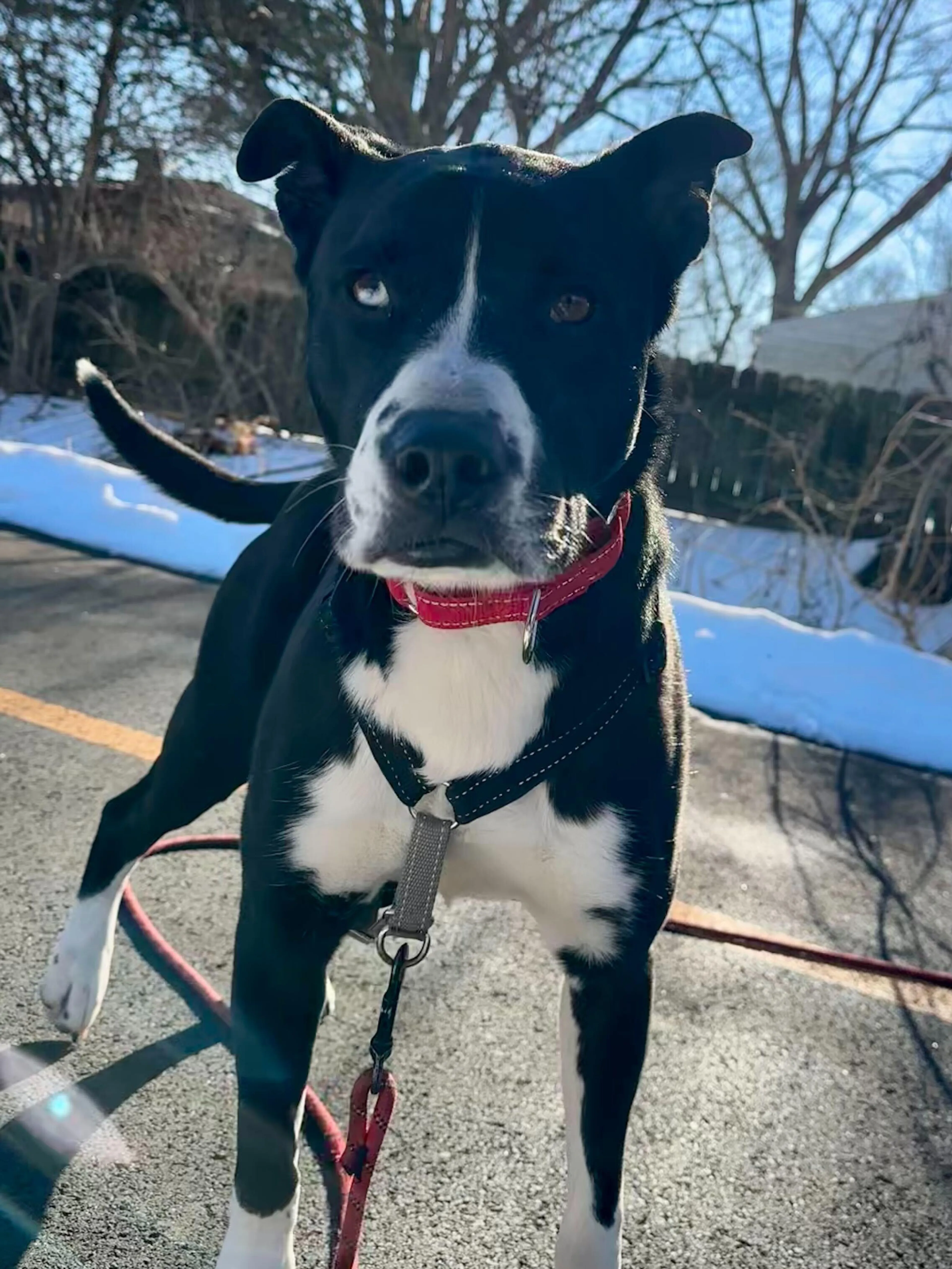 Found pet-2