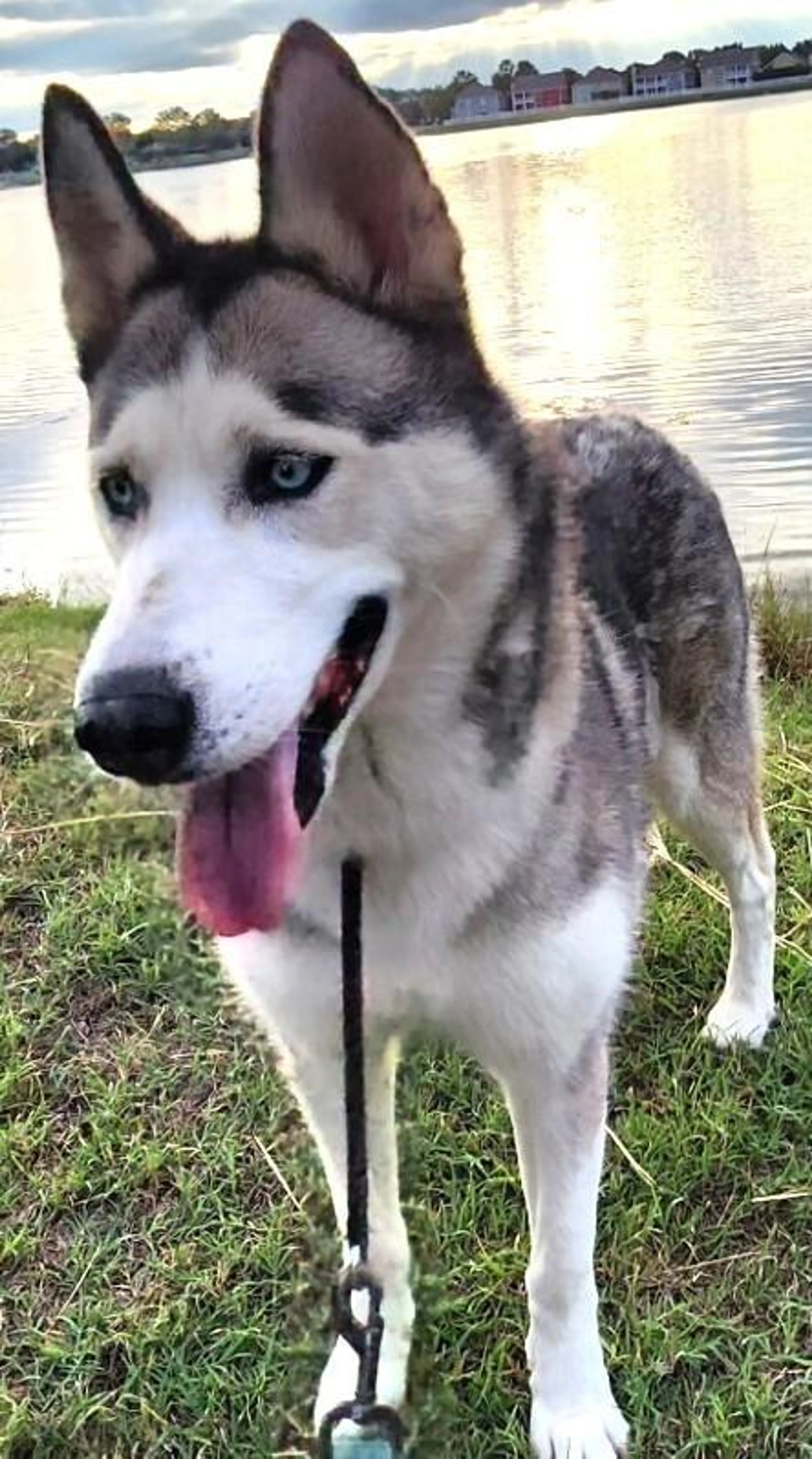 Found pet-3