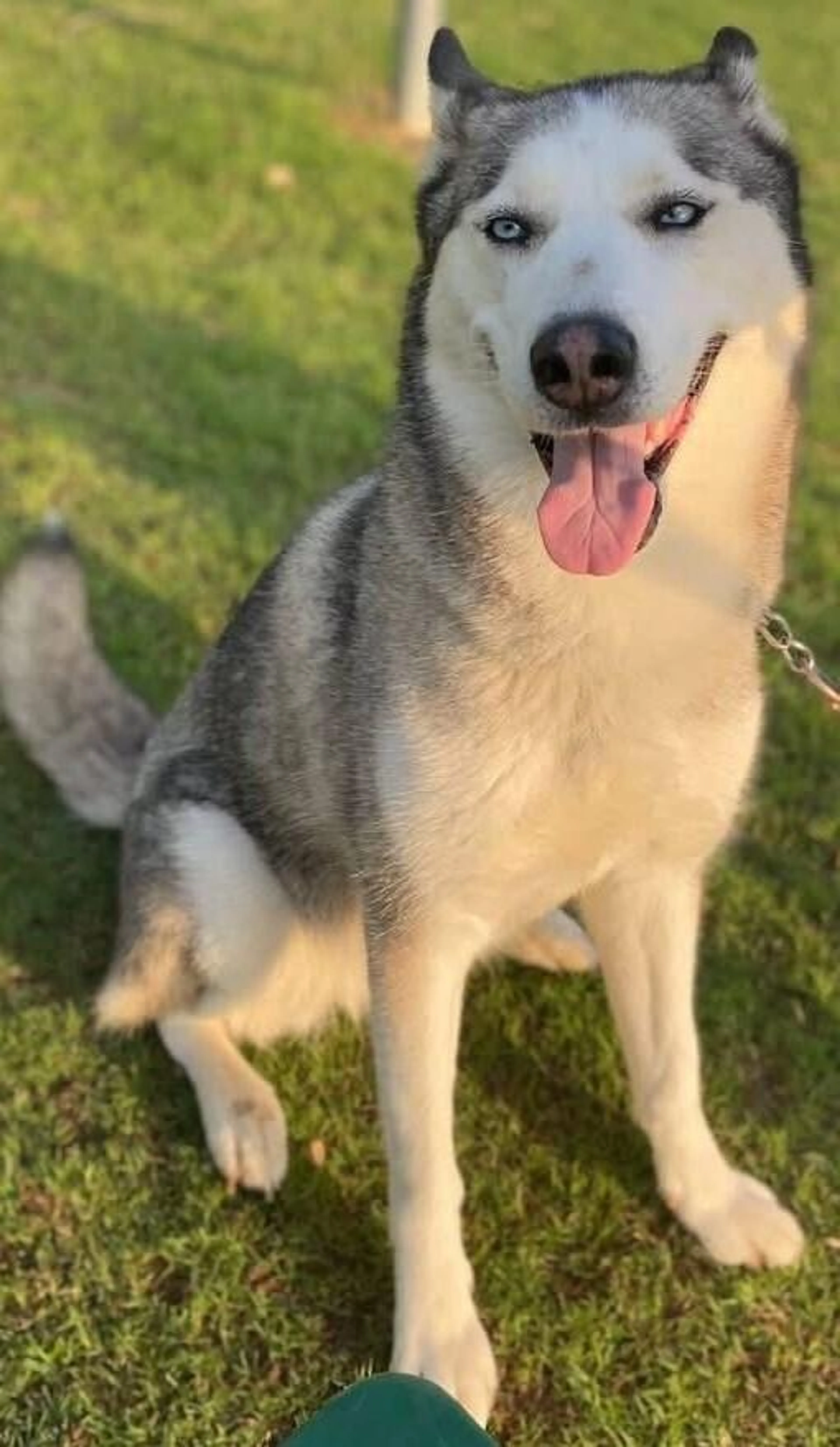 Found pet-2