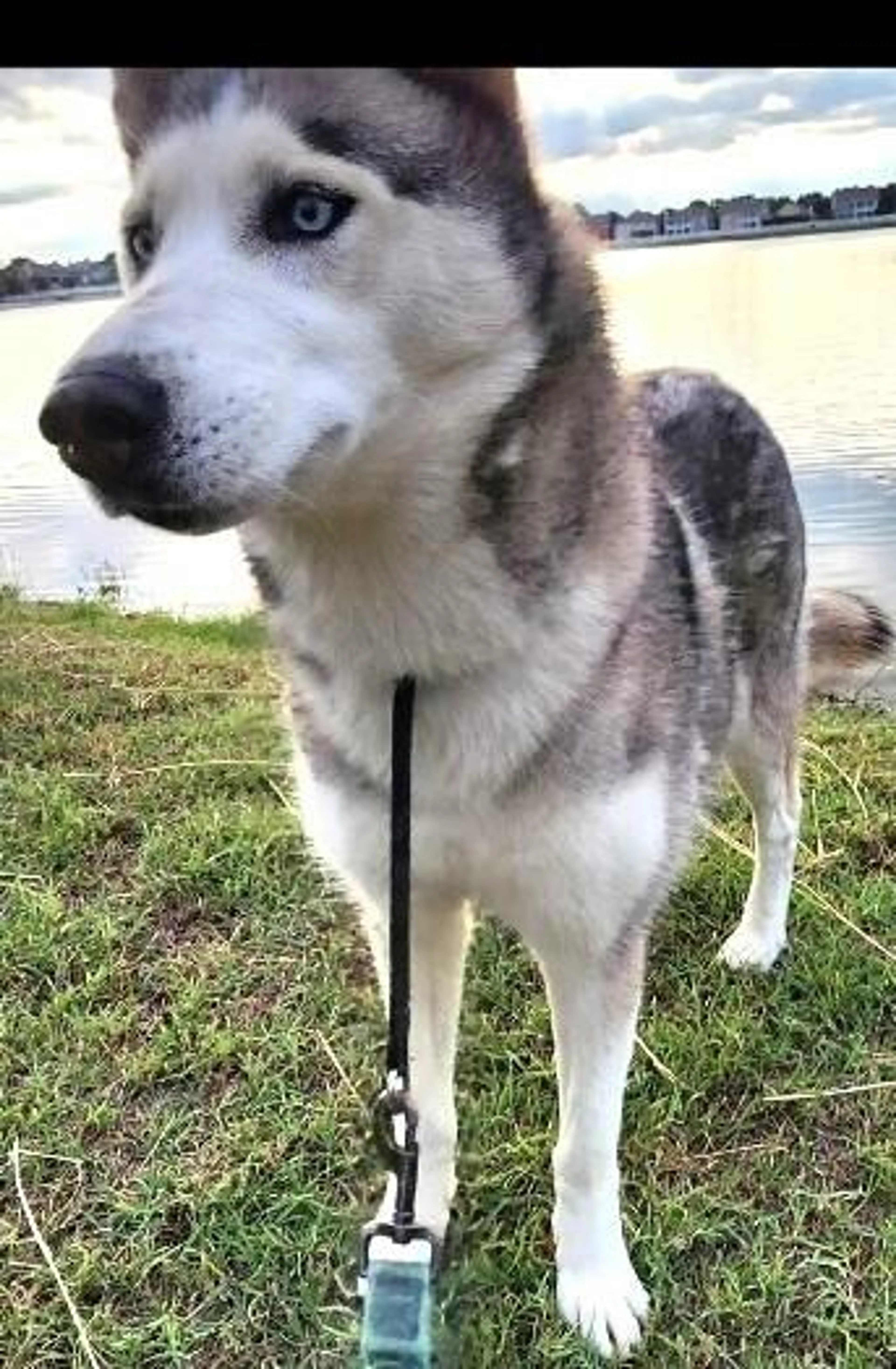 Found pet-1