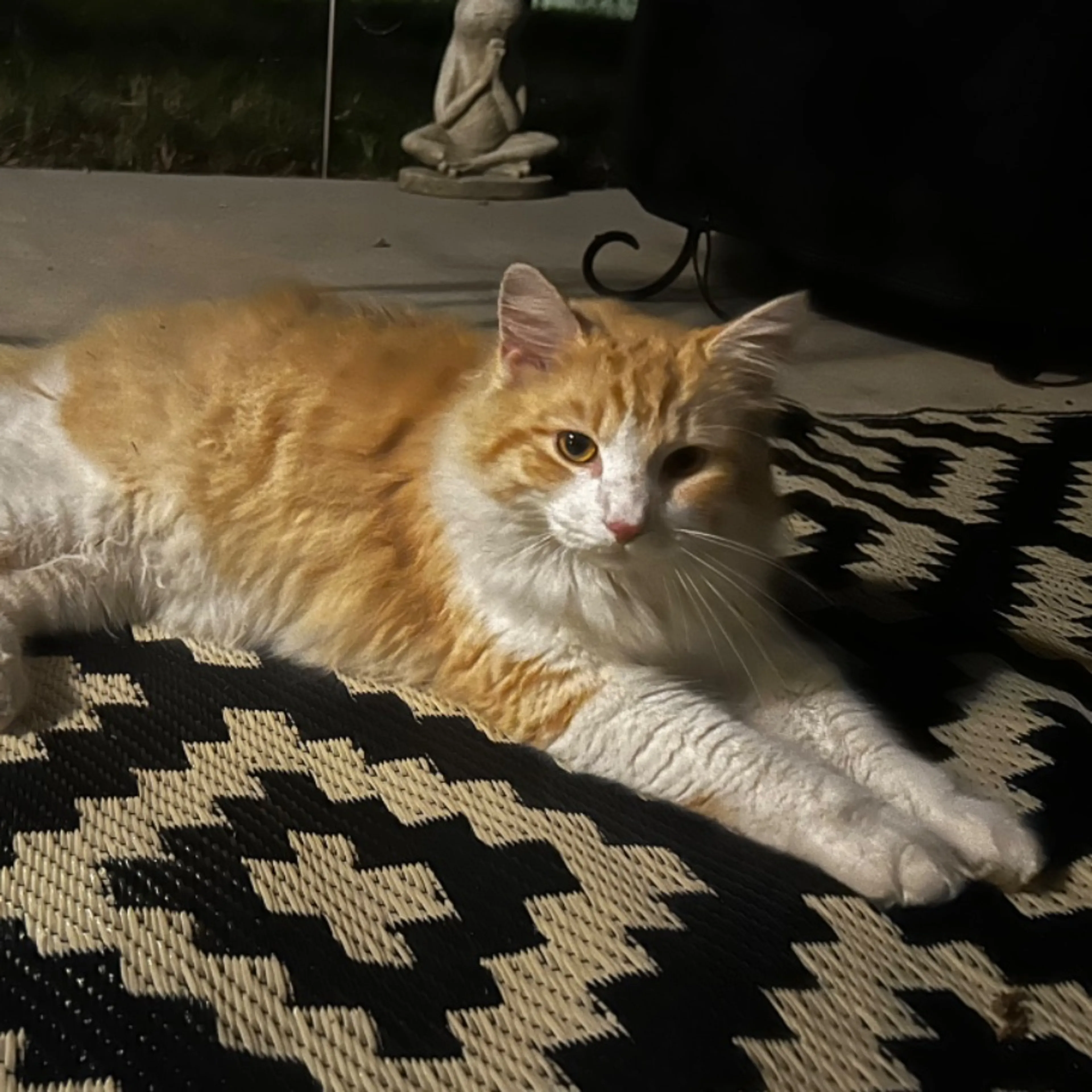 Found pet