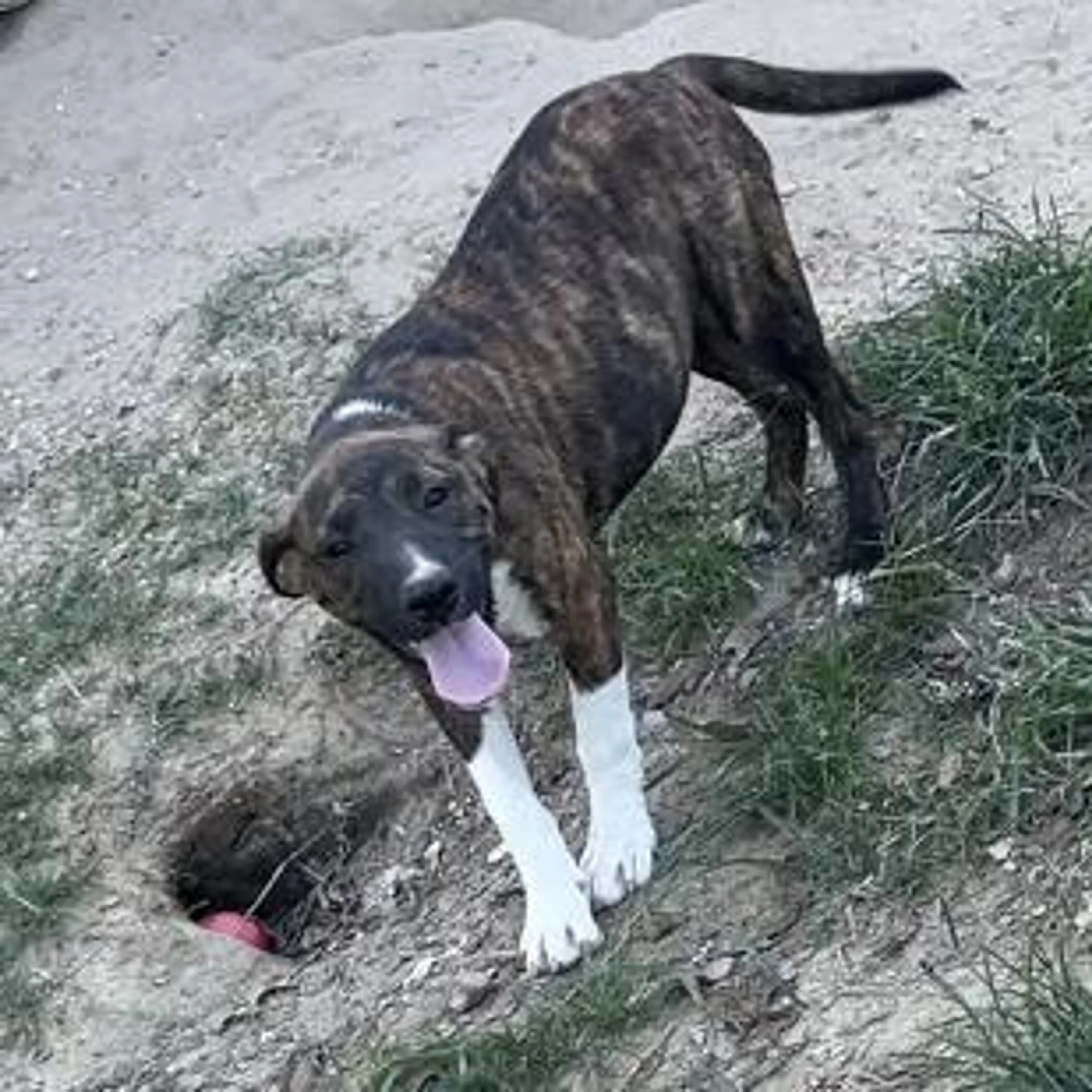 Found pet-1