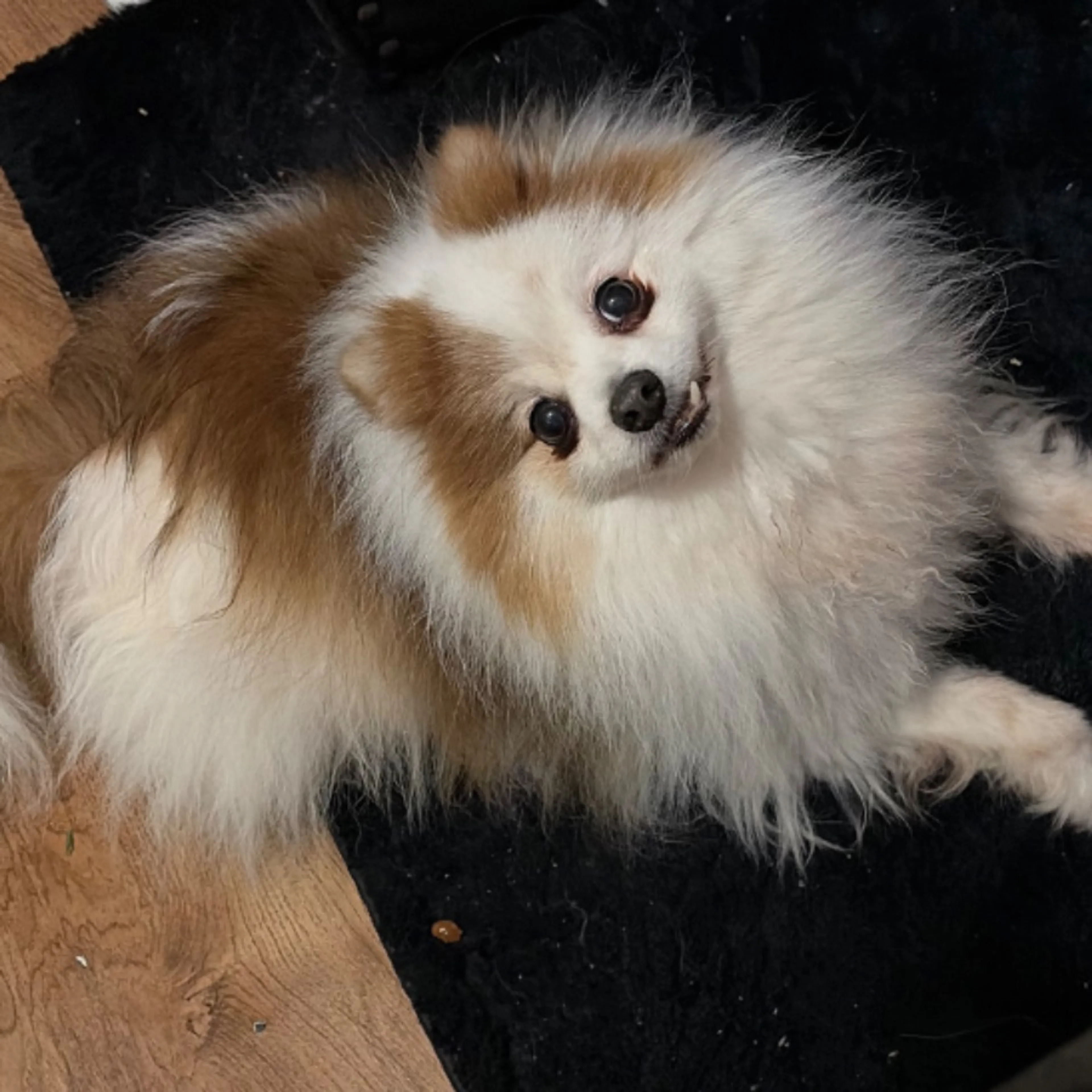 Lost pet