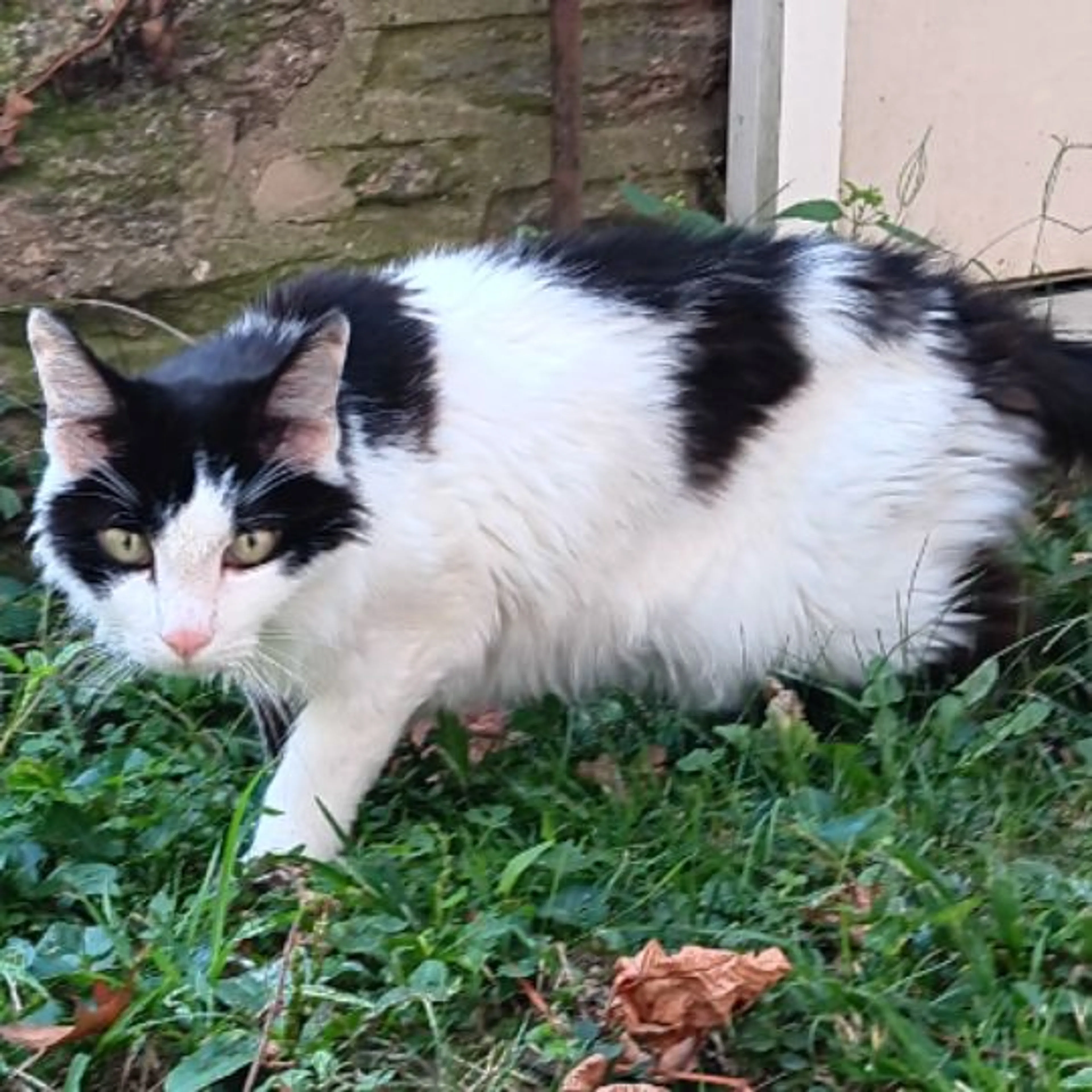 Lost pet