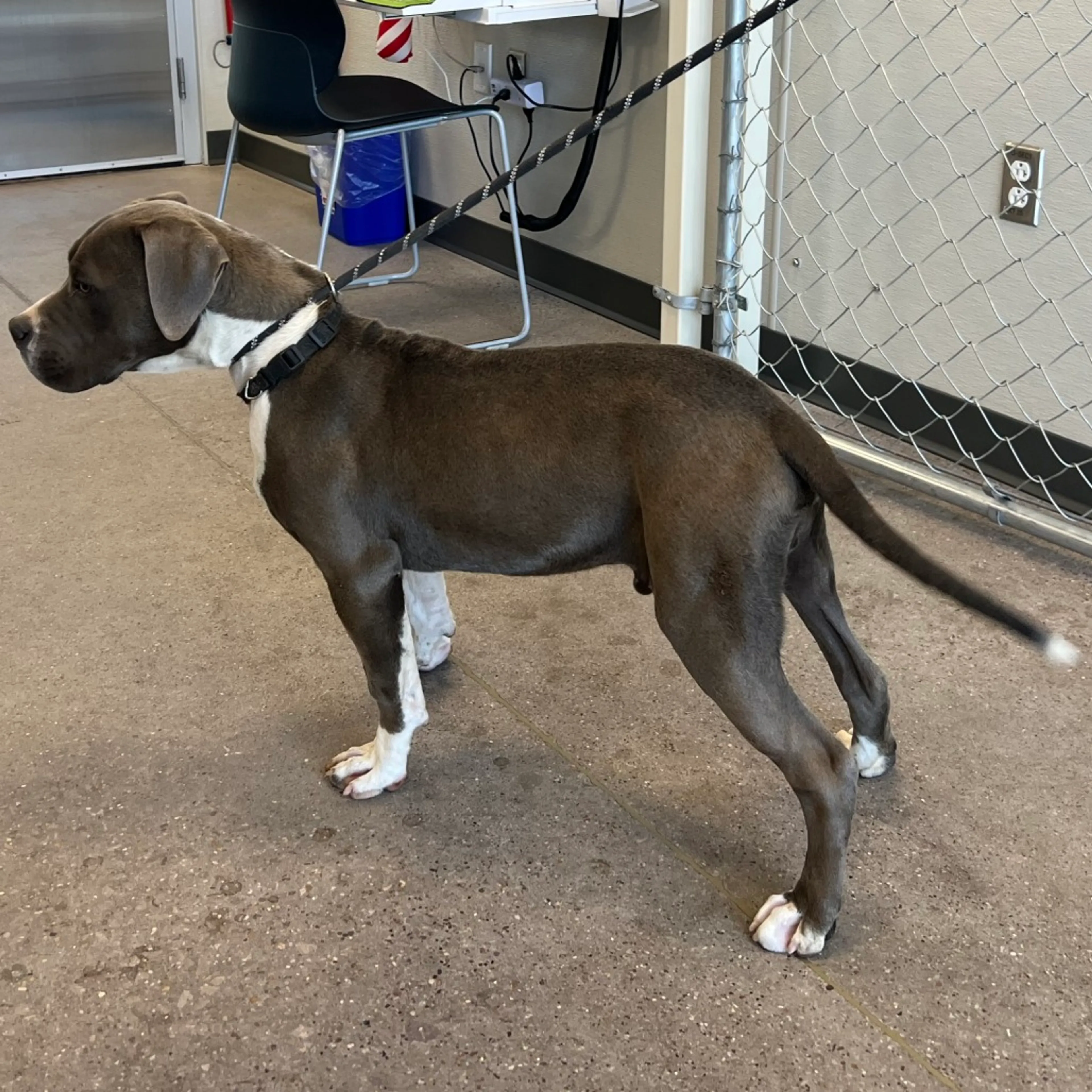 Found pet-3