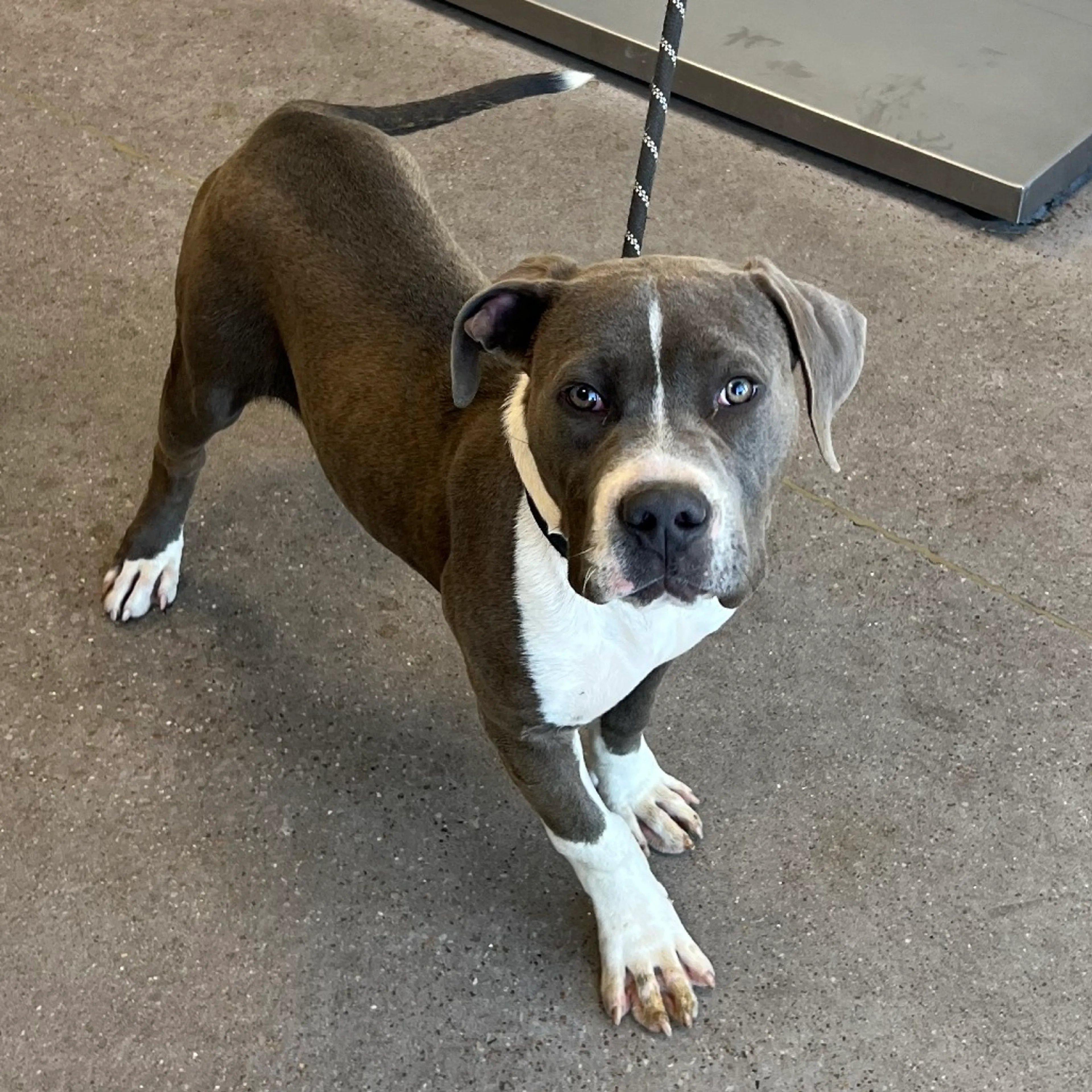Found pet-2