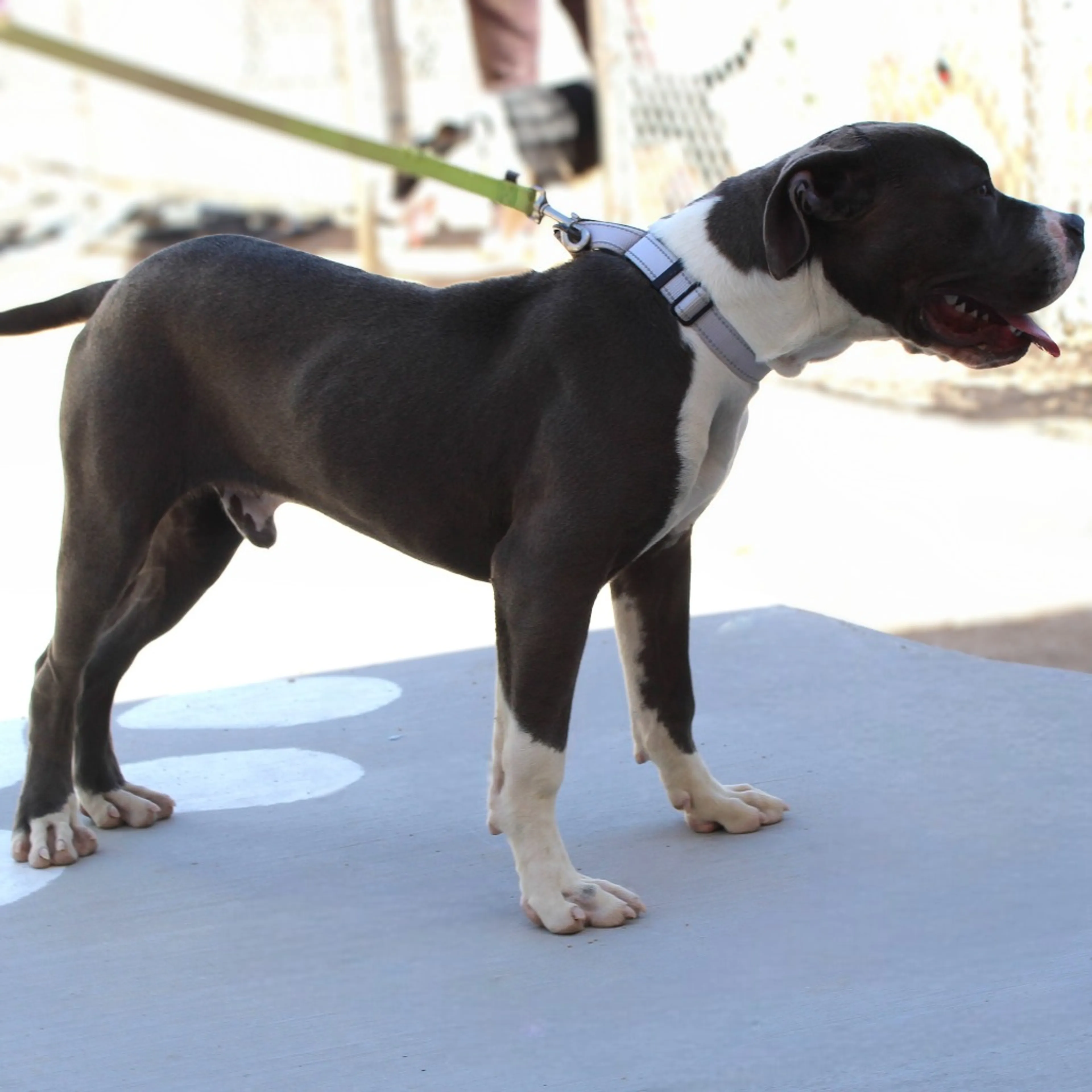 Found pet-7