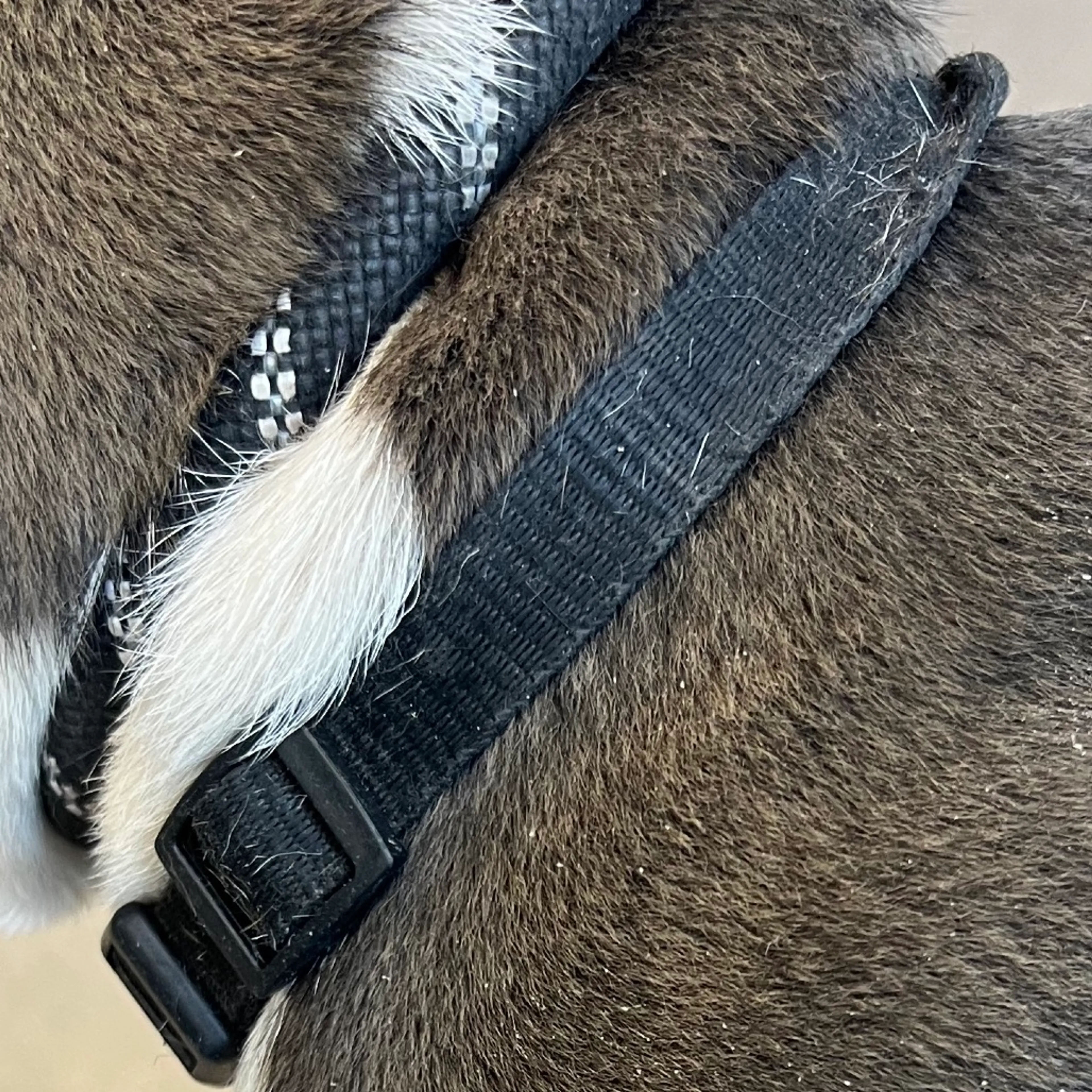 Found pet-4
