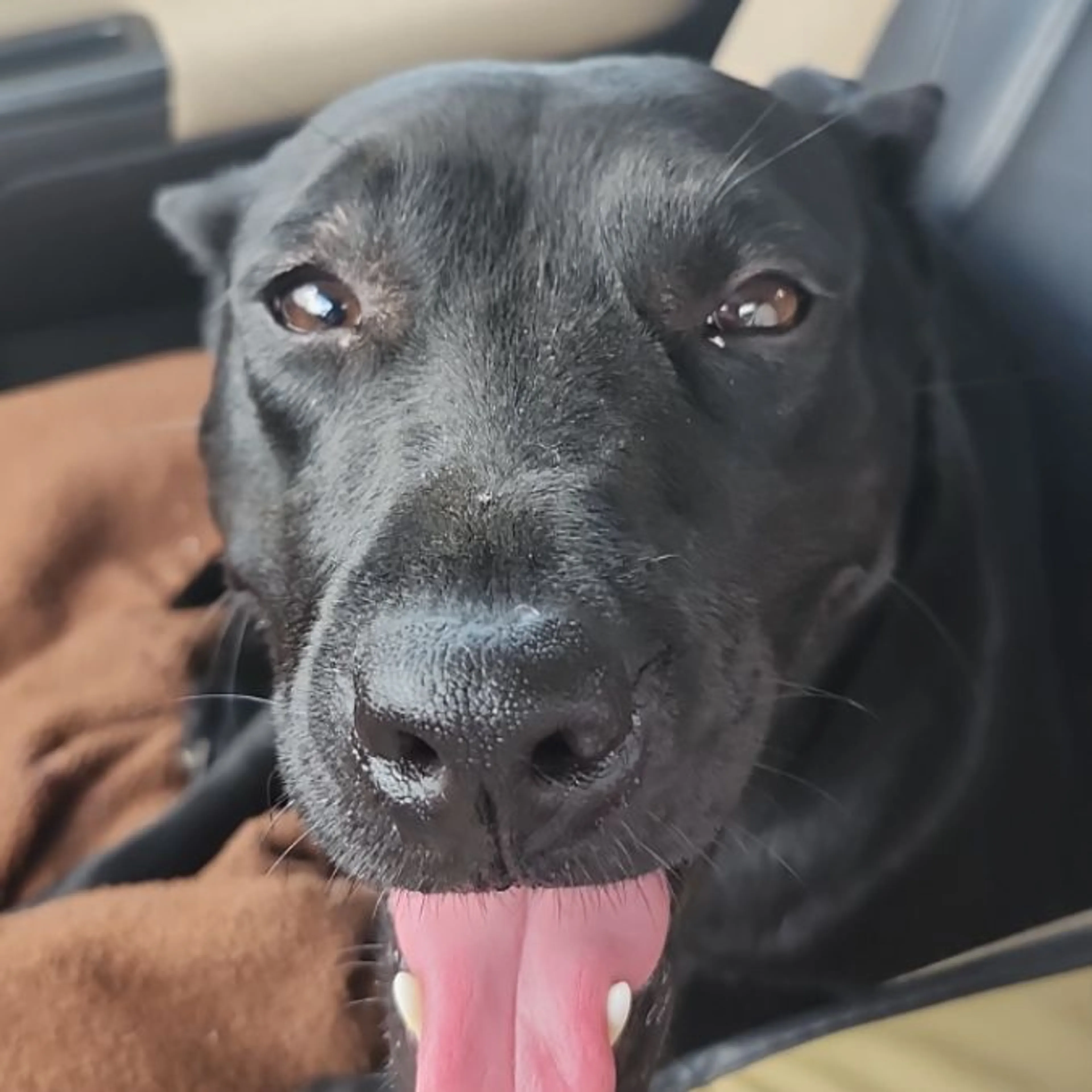Found pet