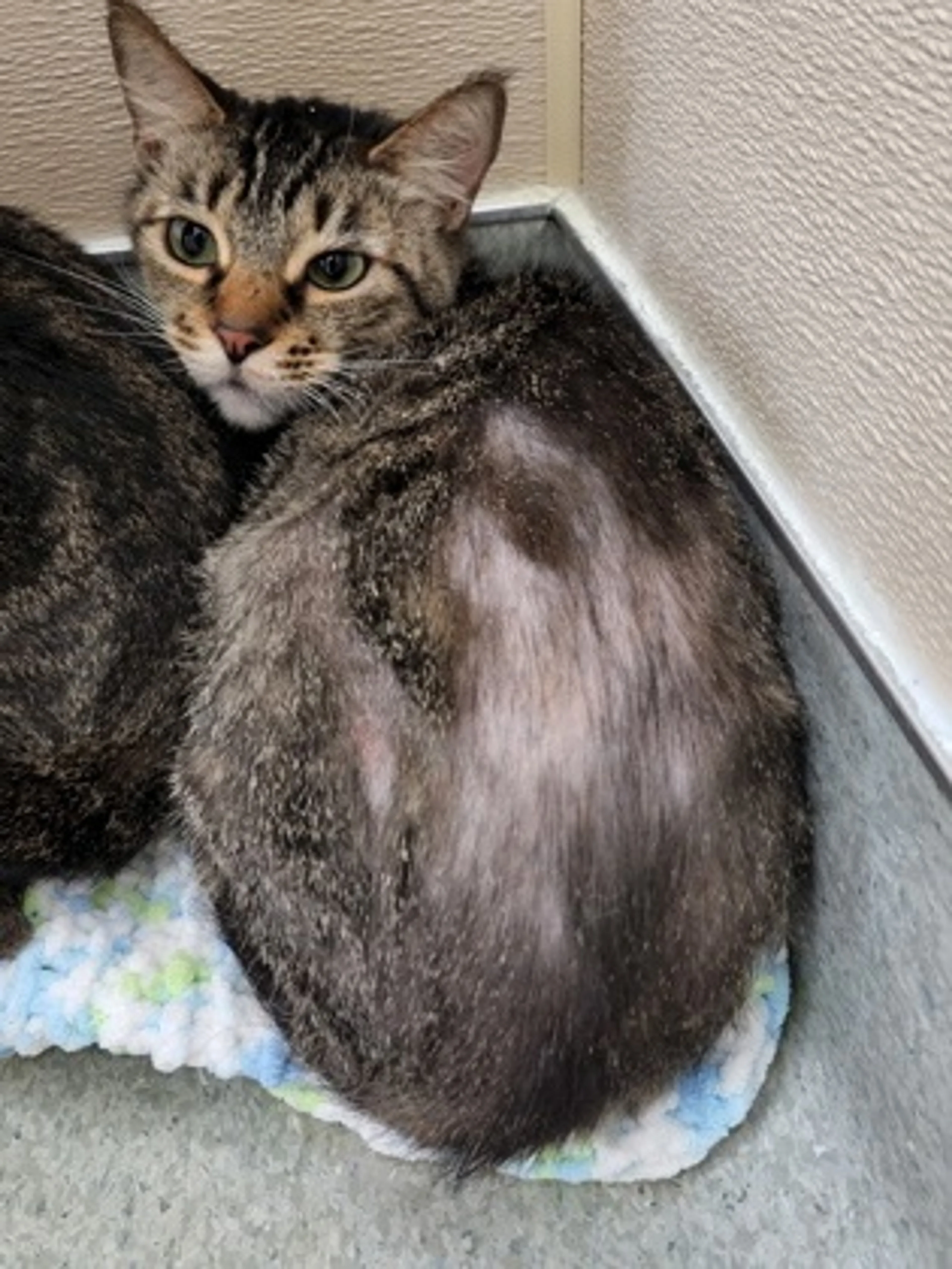 Found pet-1