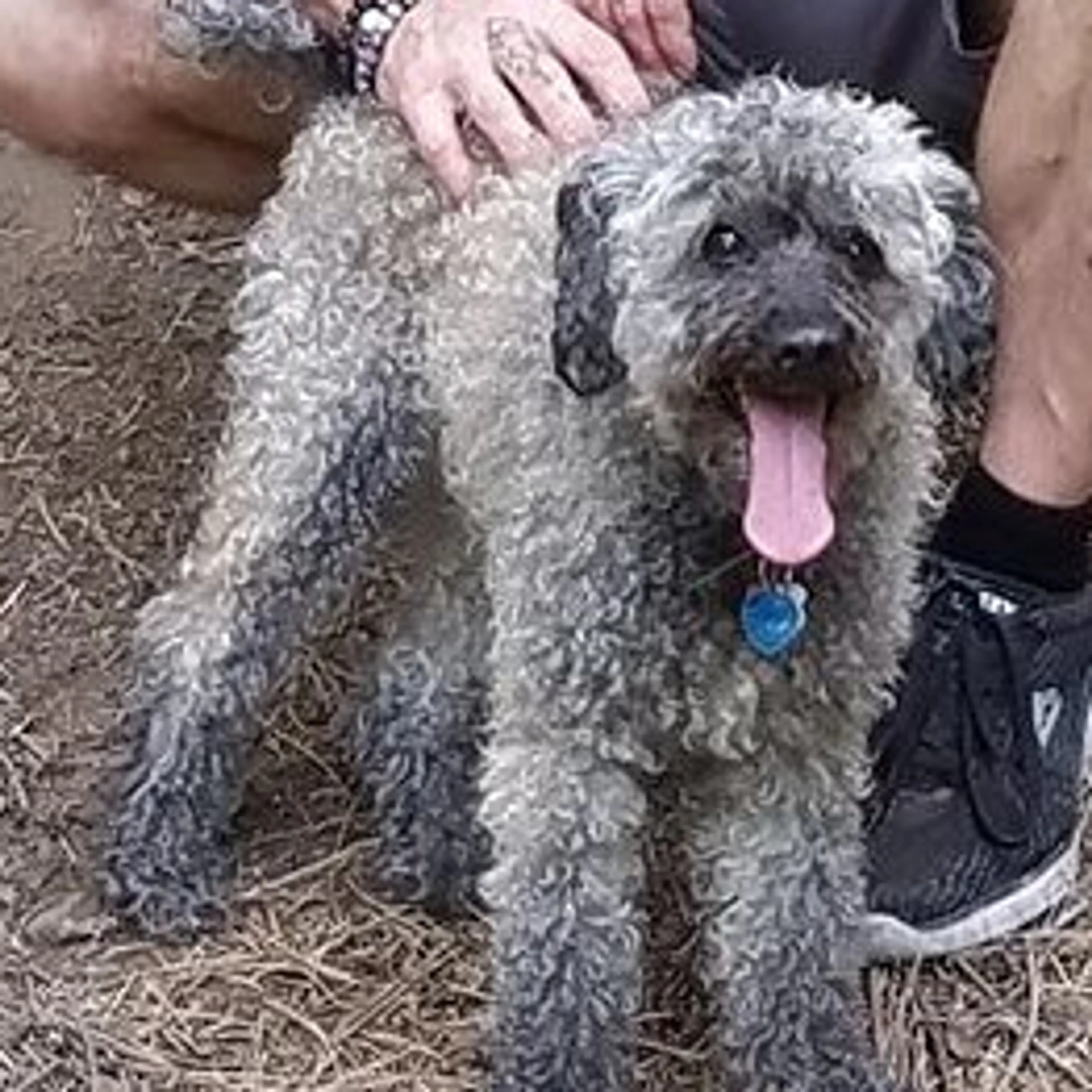 Lost pet-1
