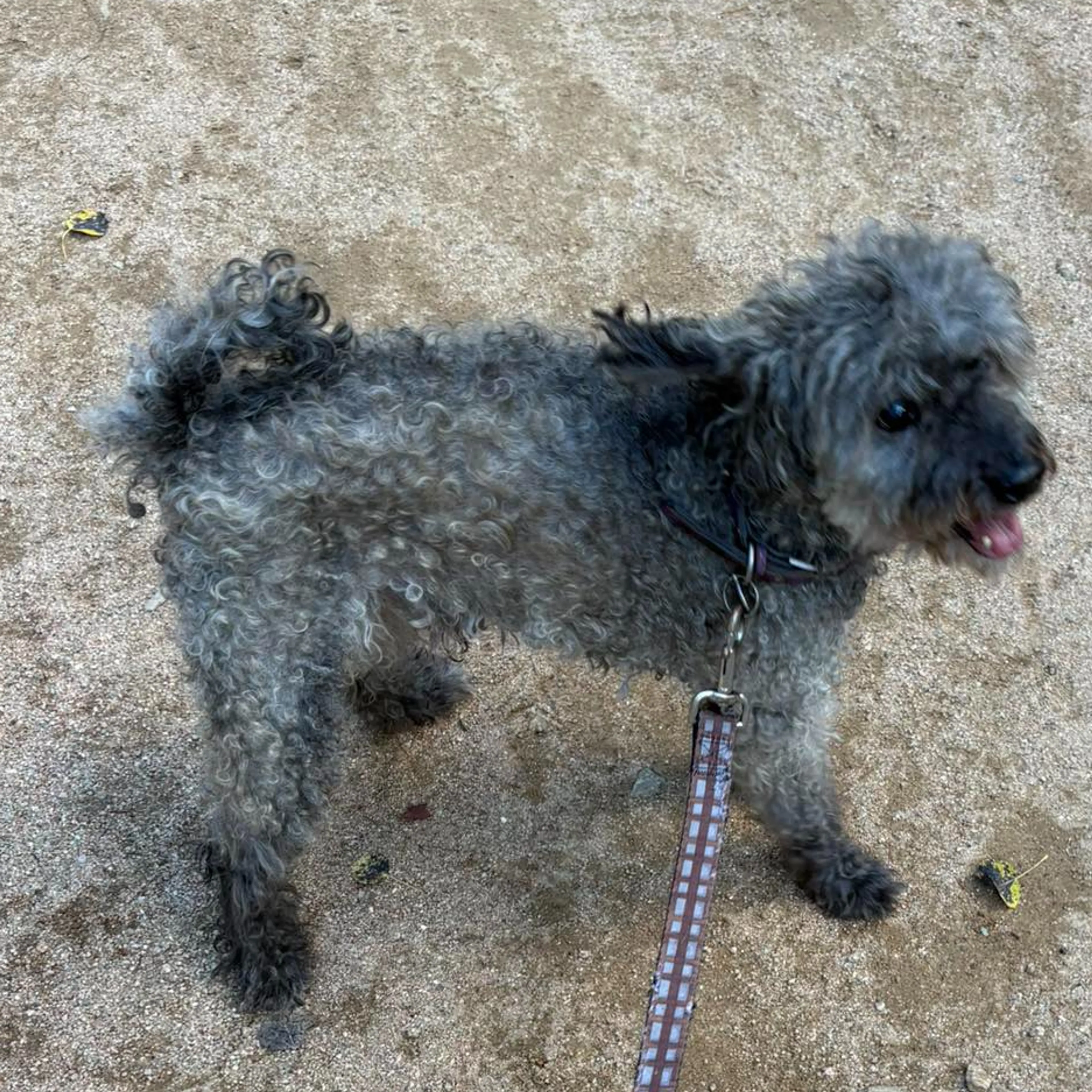 Lost pet-2