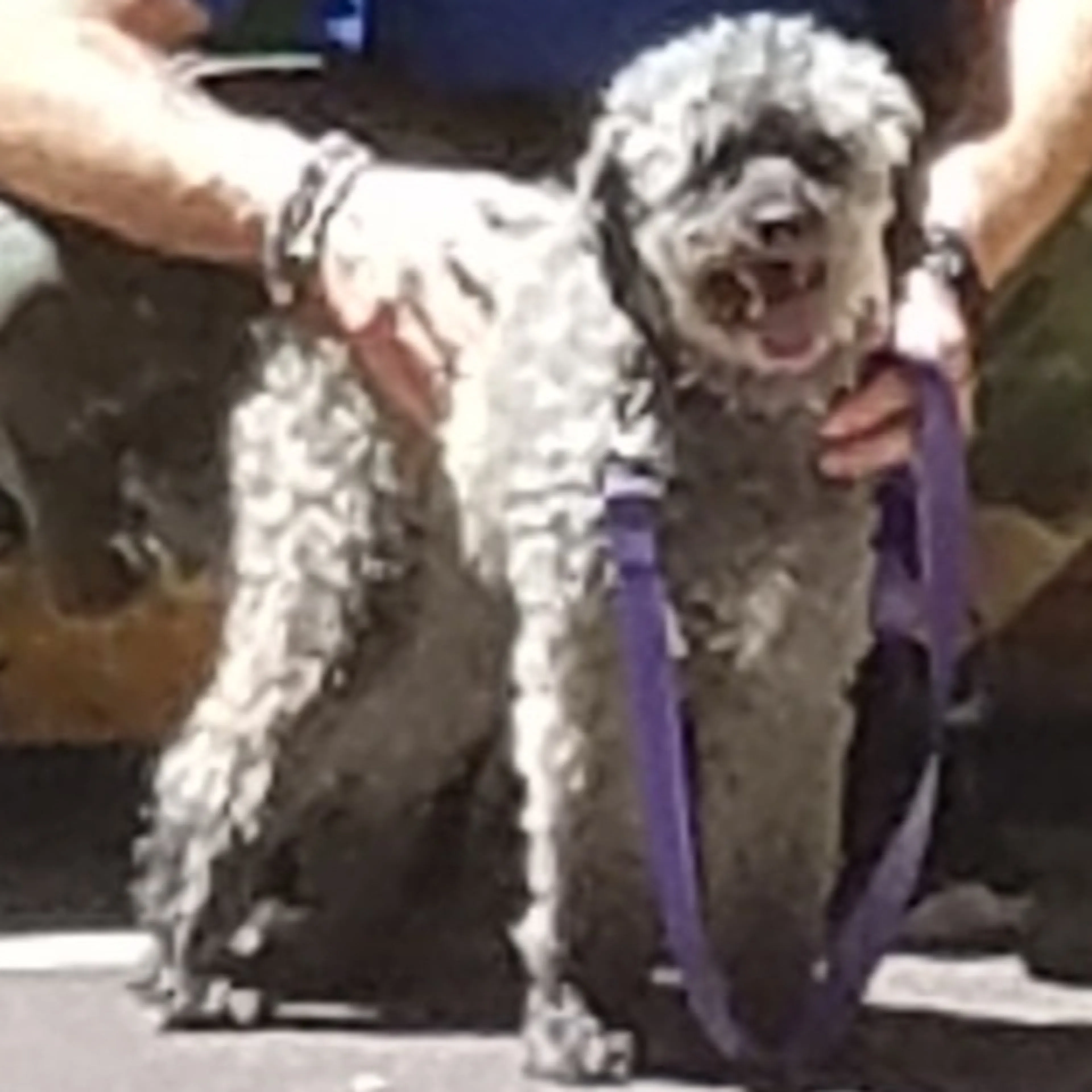 Lost pet-0