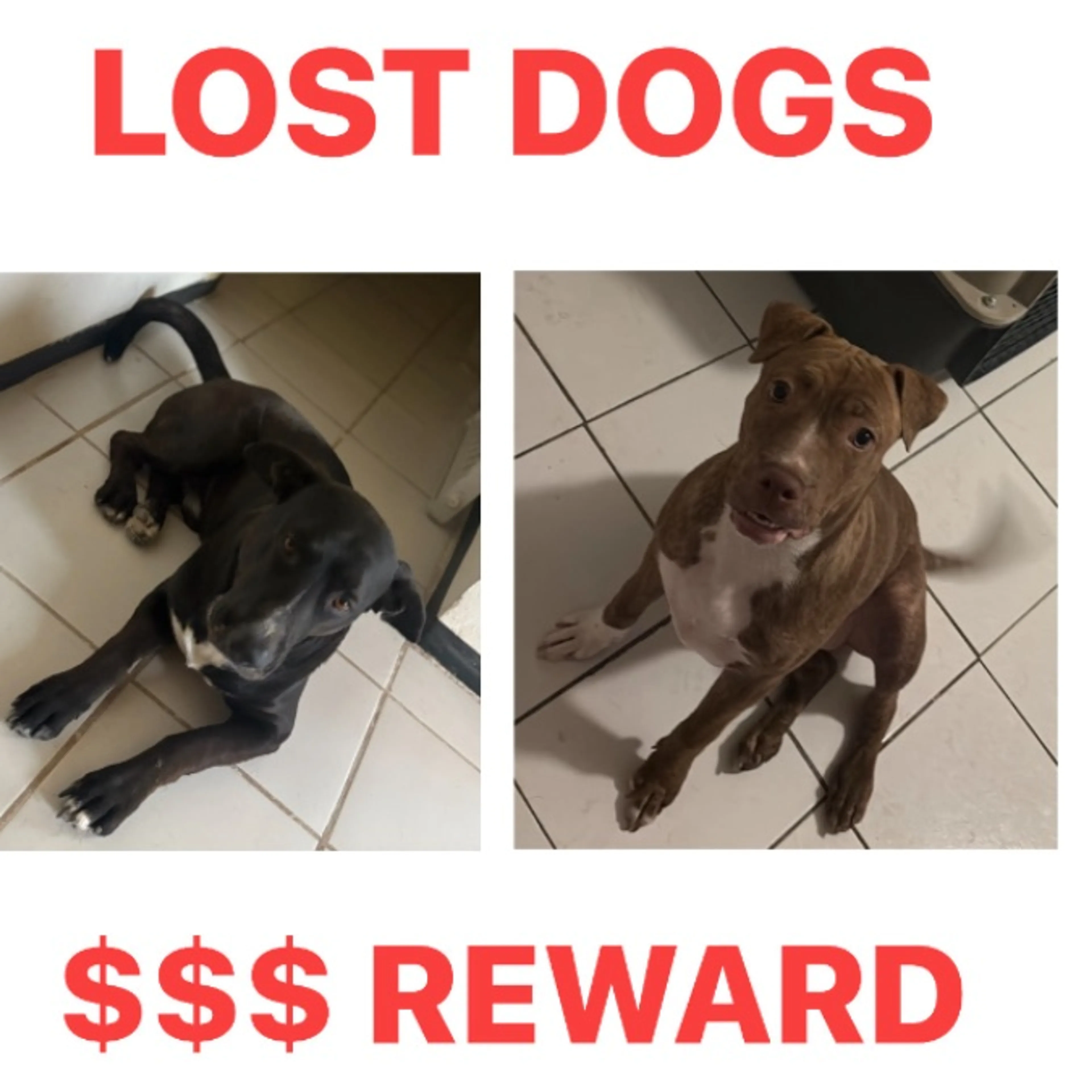 Lost pet