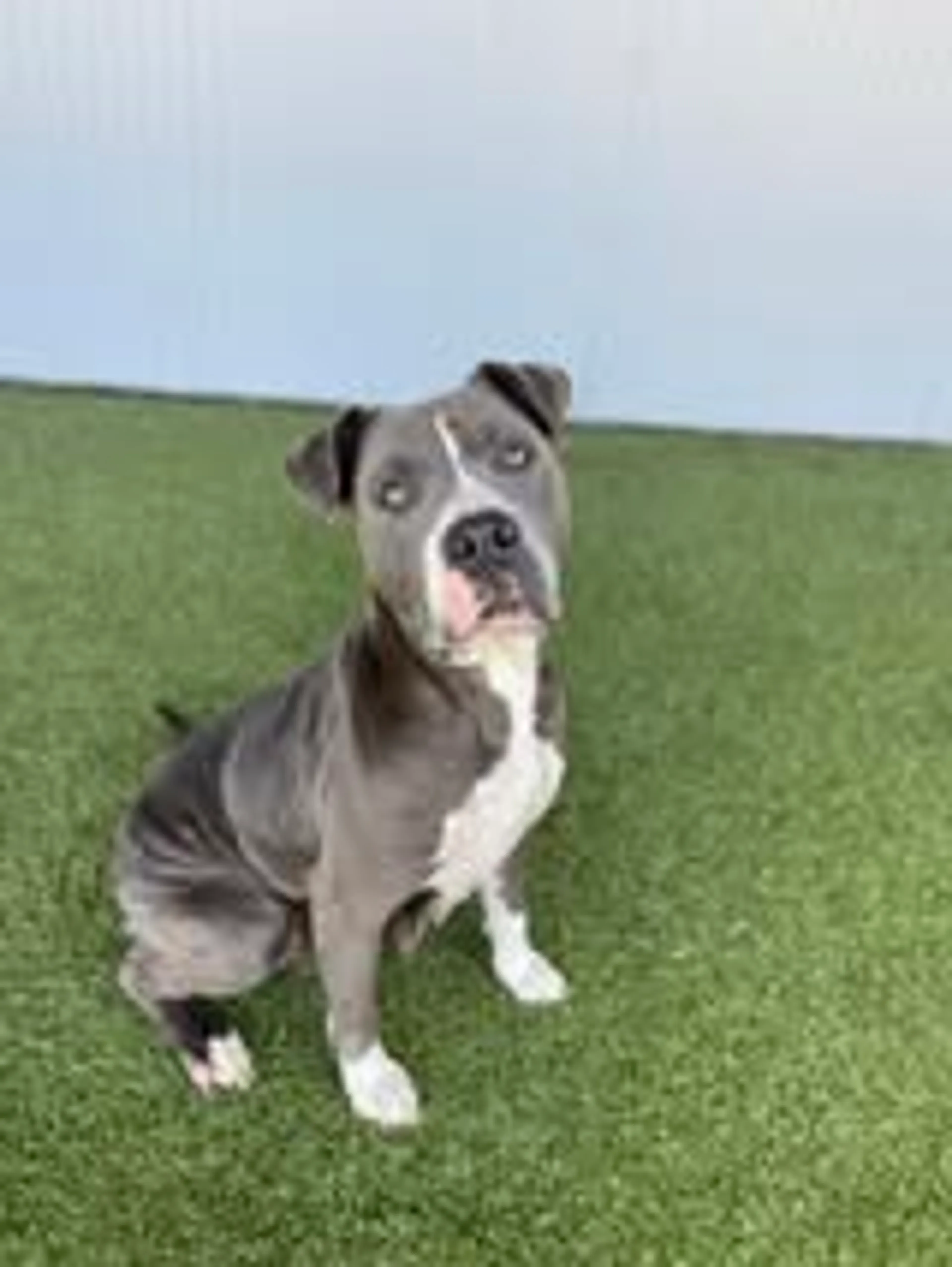 Found pet-1