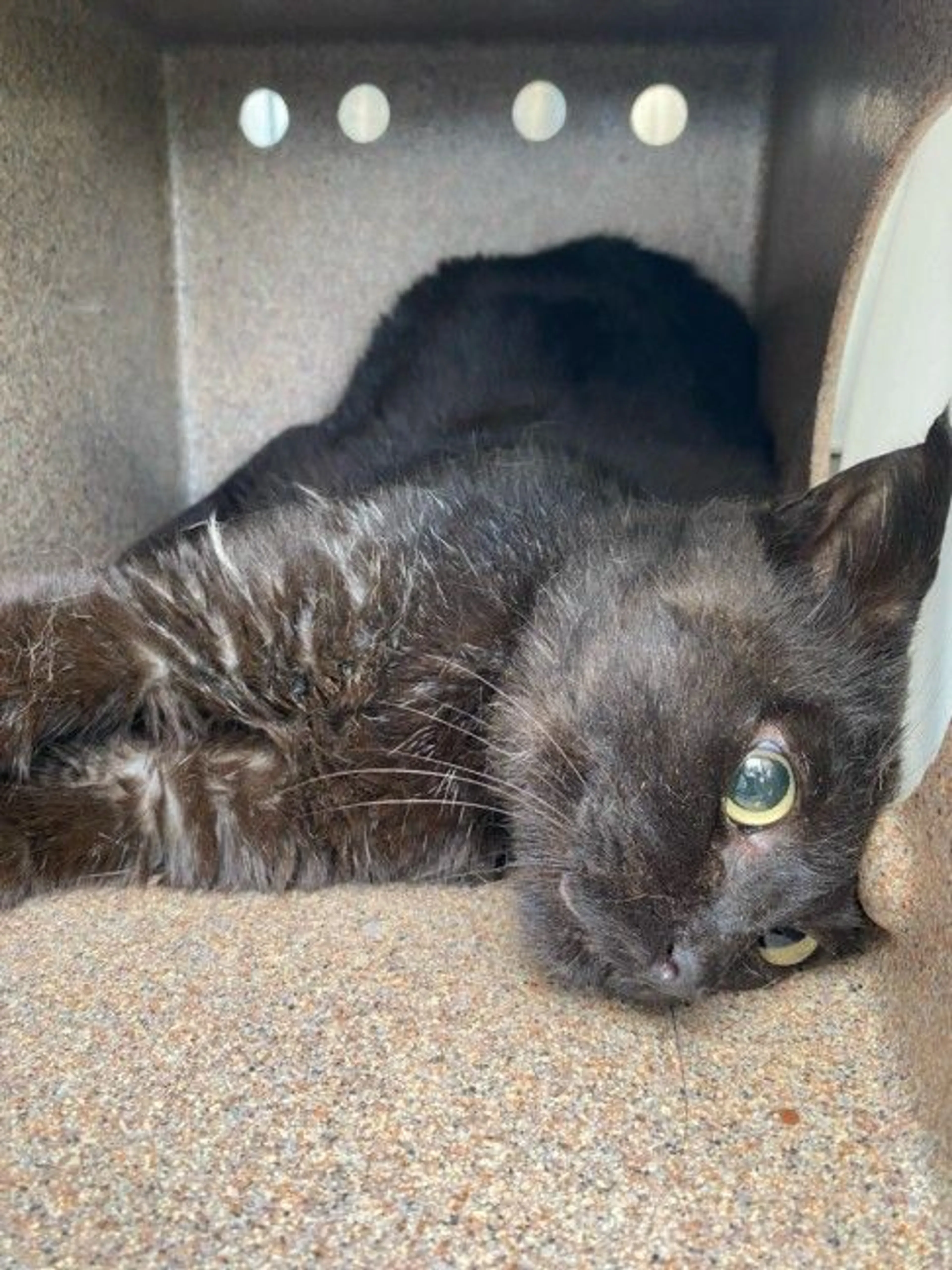 Found pet