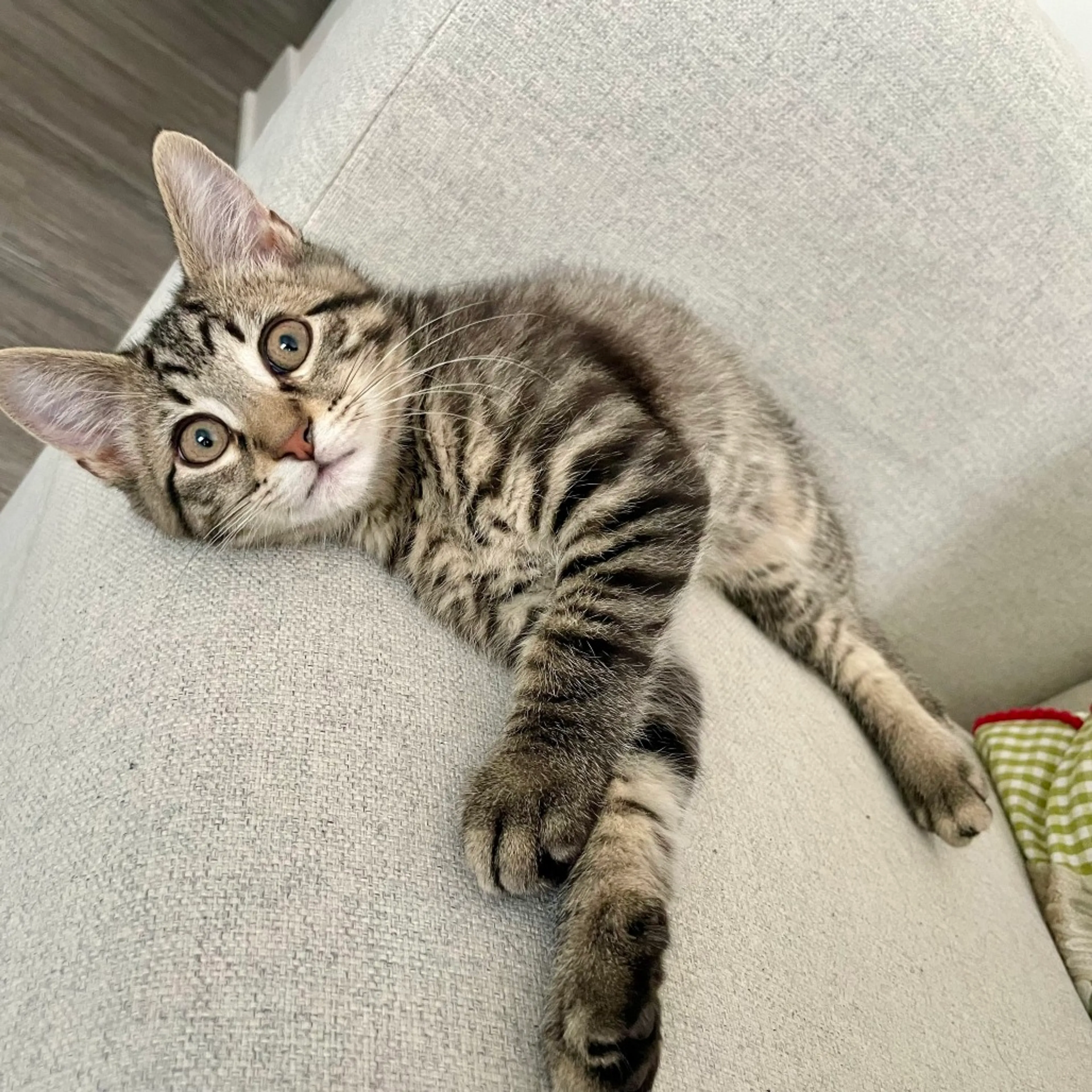 Found pet-0