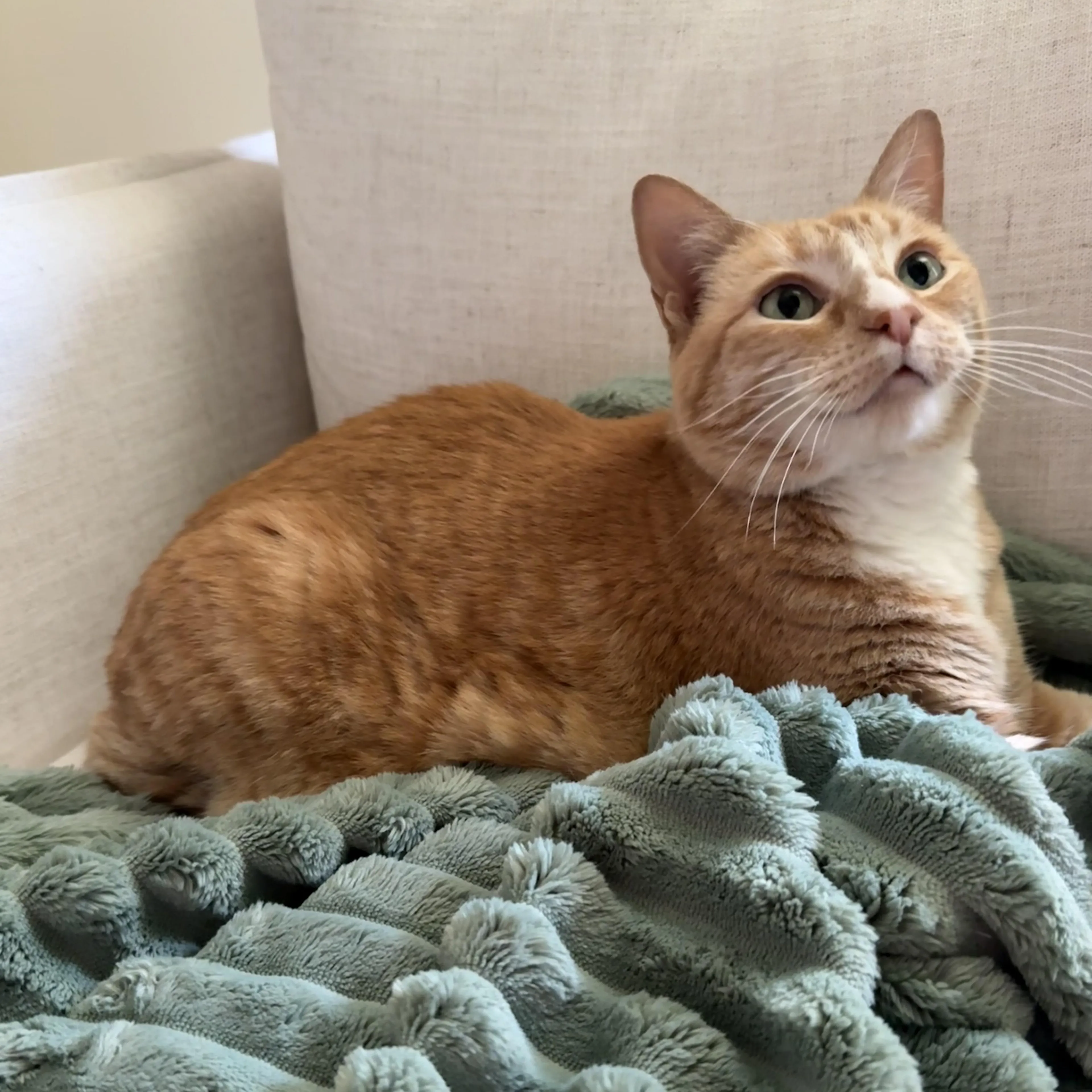 Found pet-1