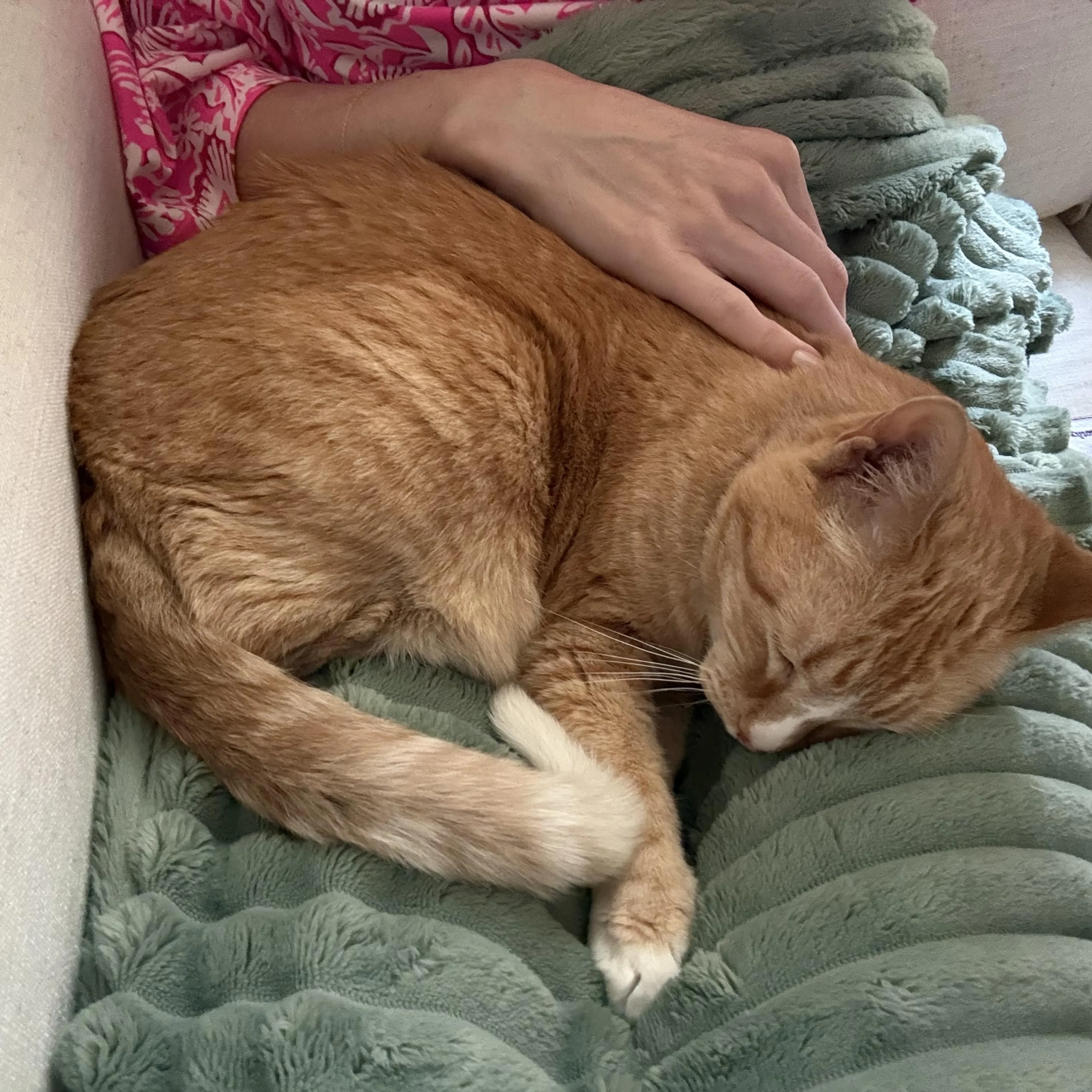 Found pet-2