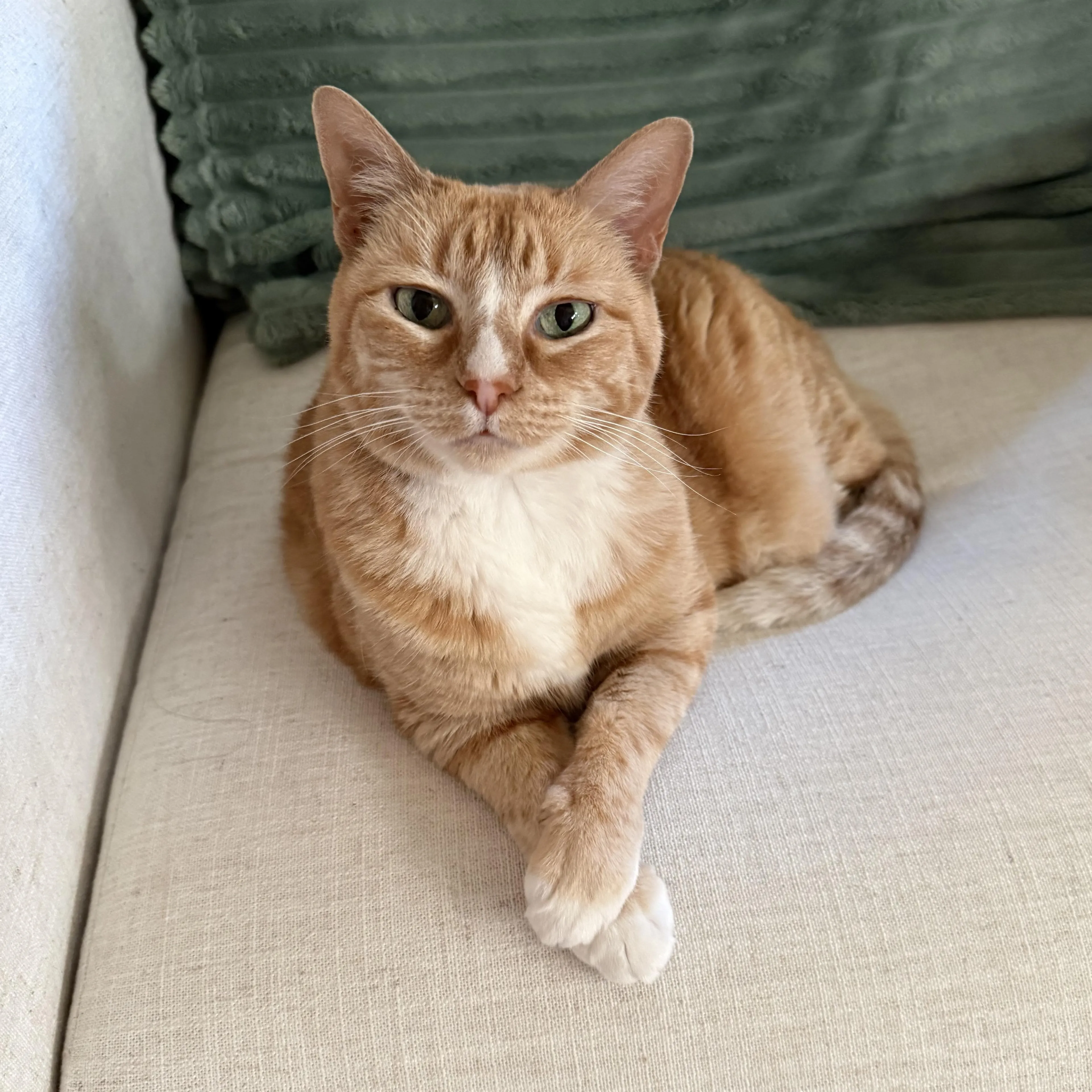 Found pet-3