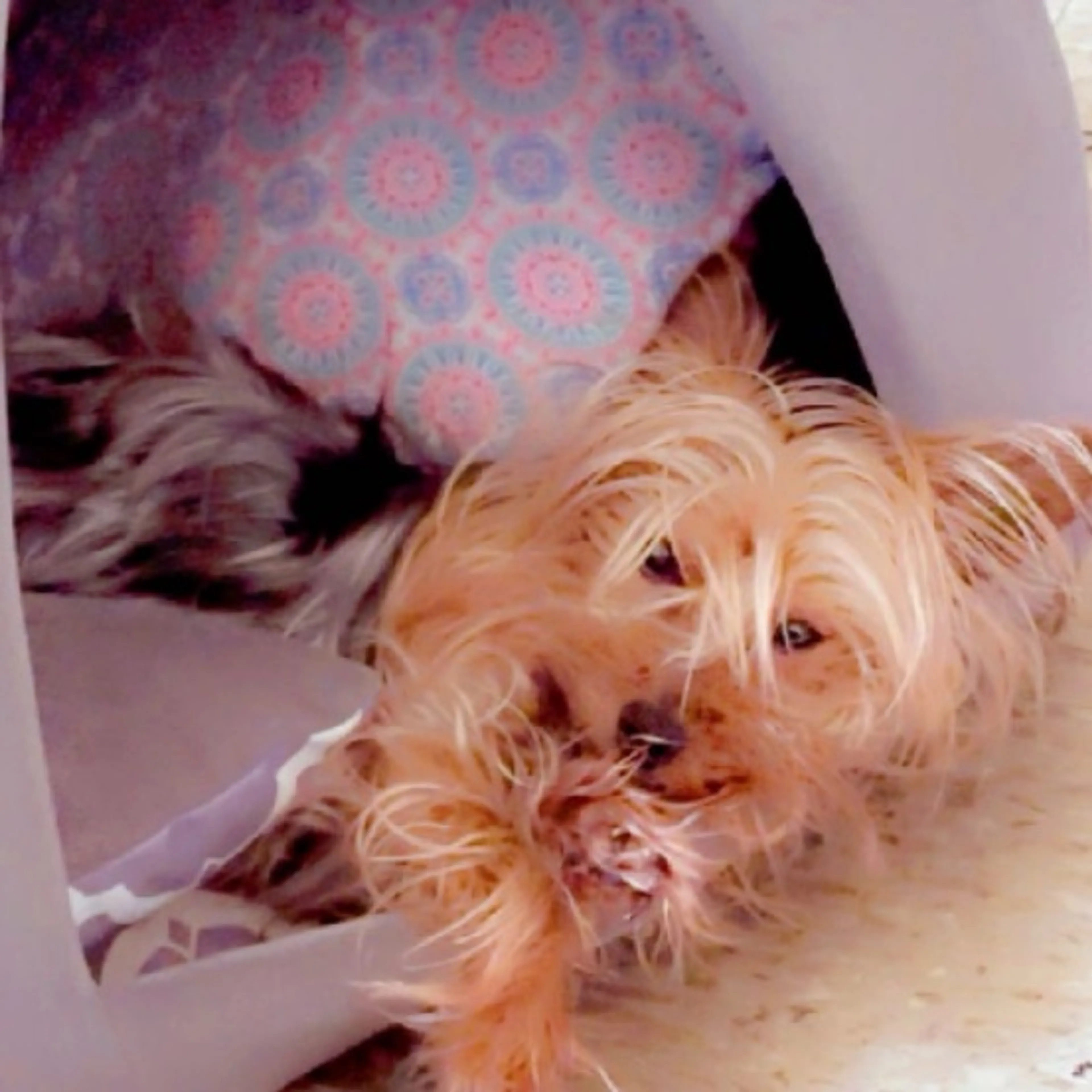 Lost pet