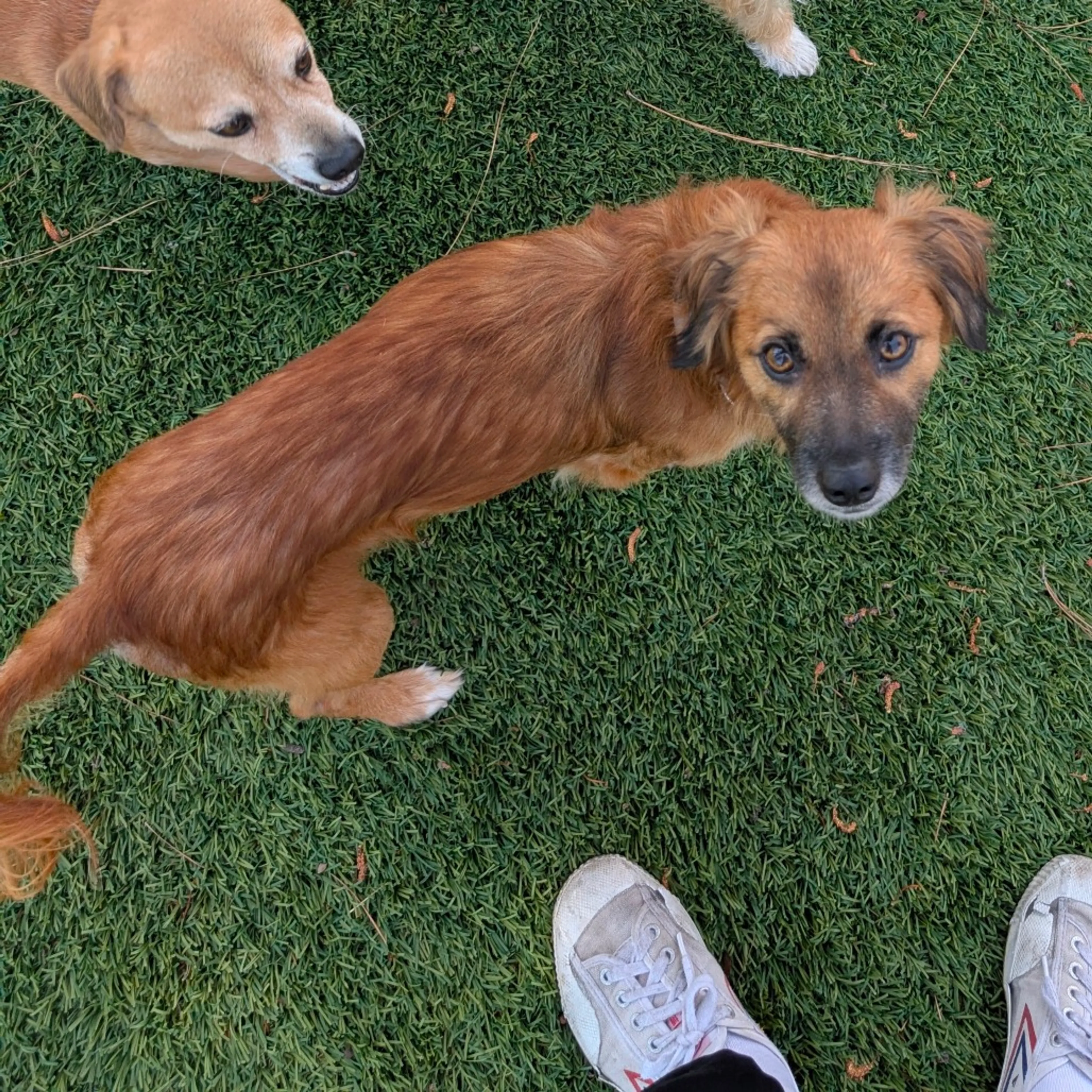 Found pet-9