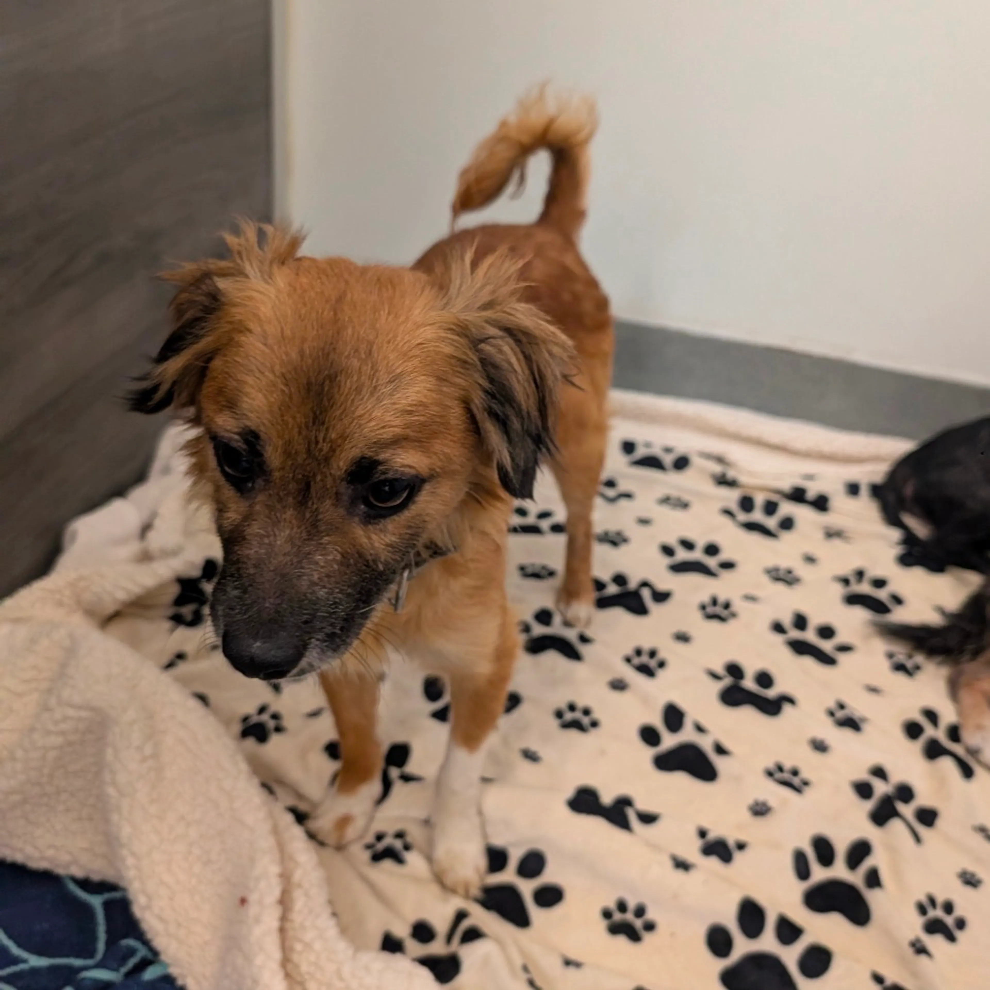 Found pet-5