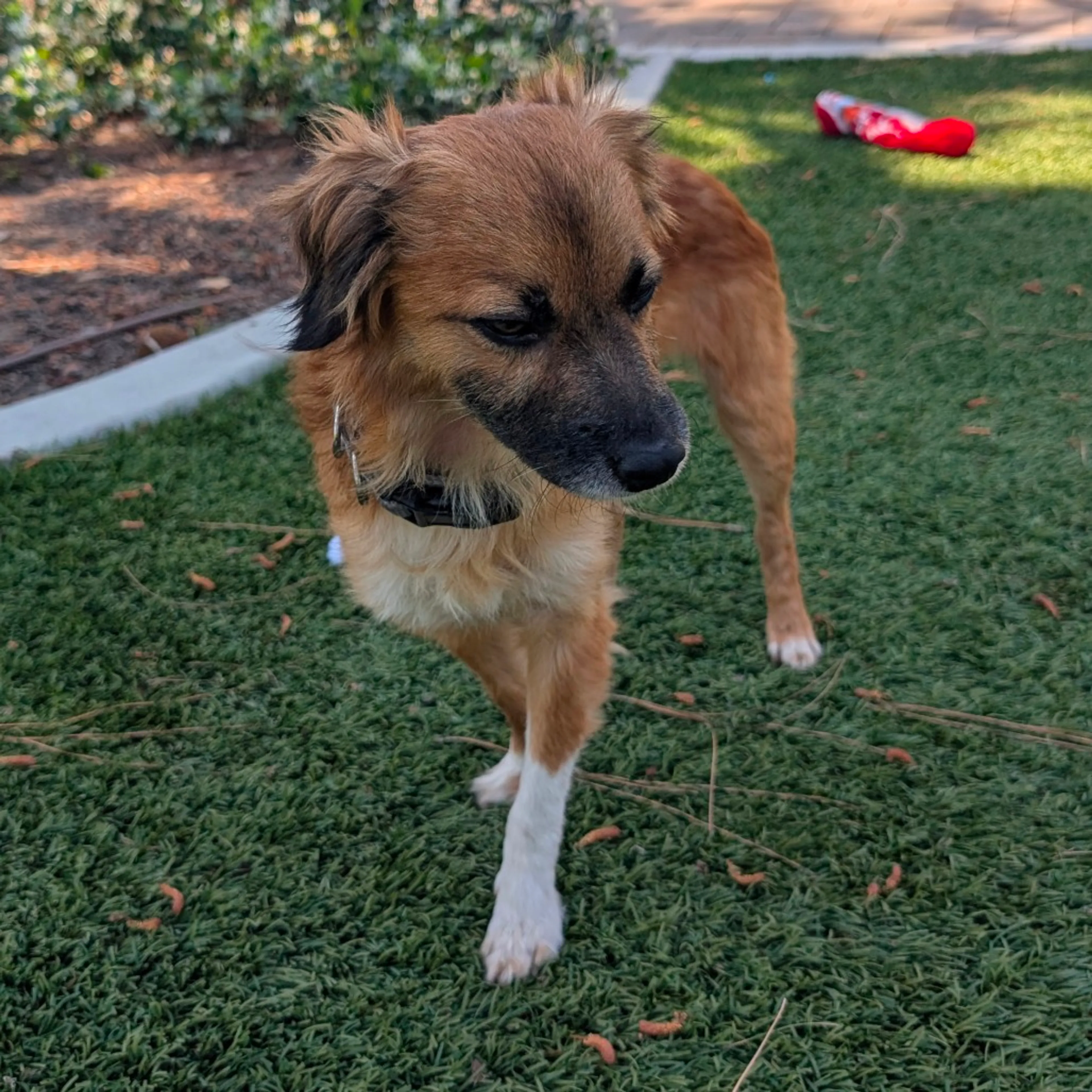 Found pet-8