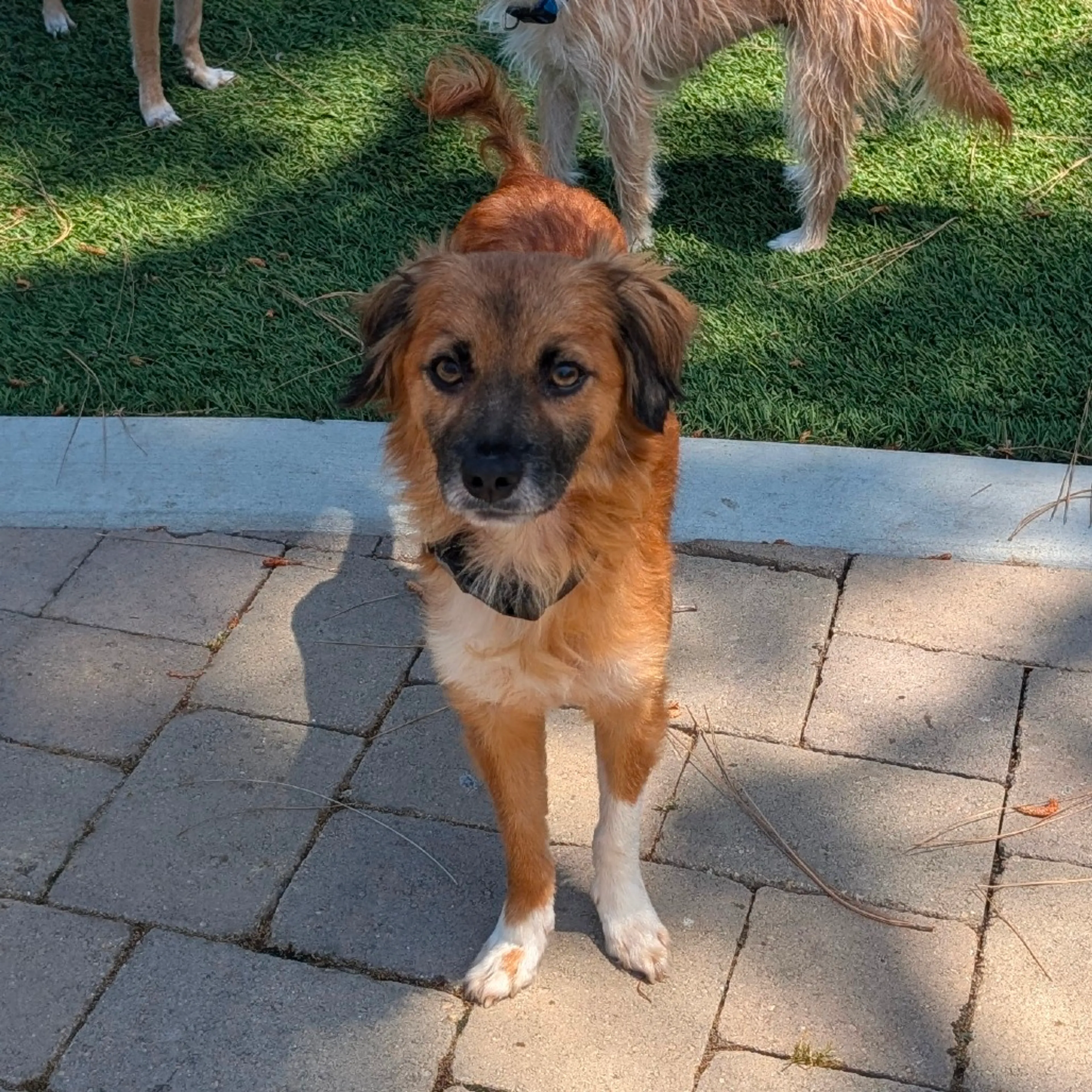 Found pet-11