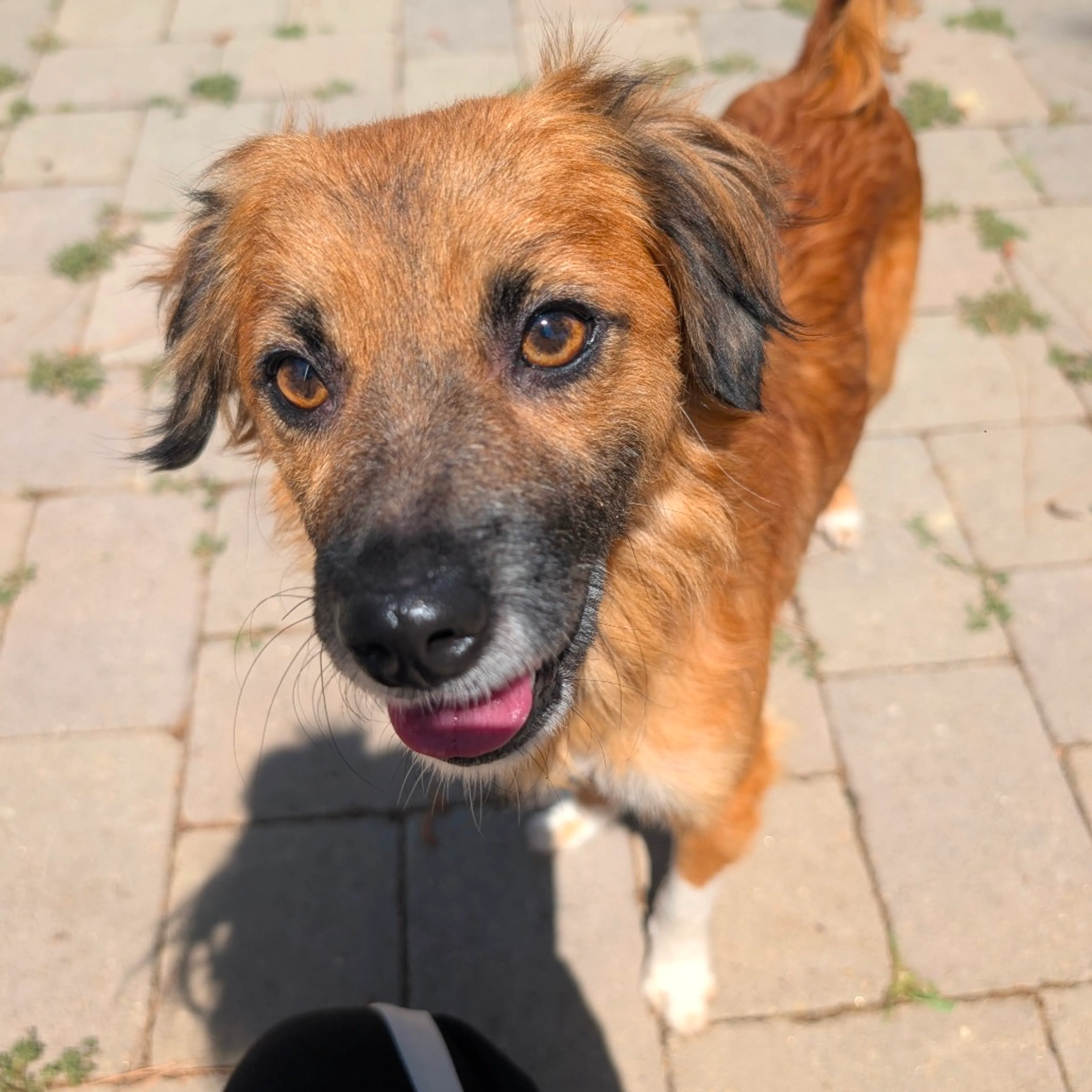 Found pet-12