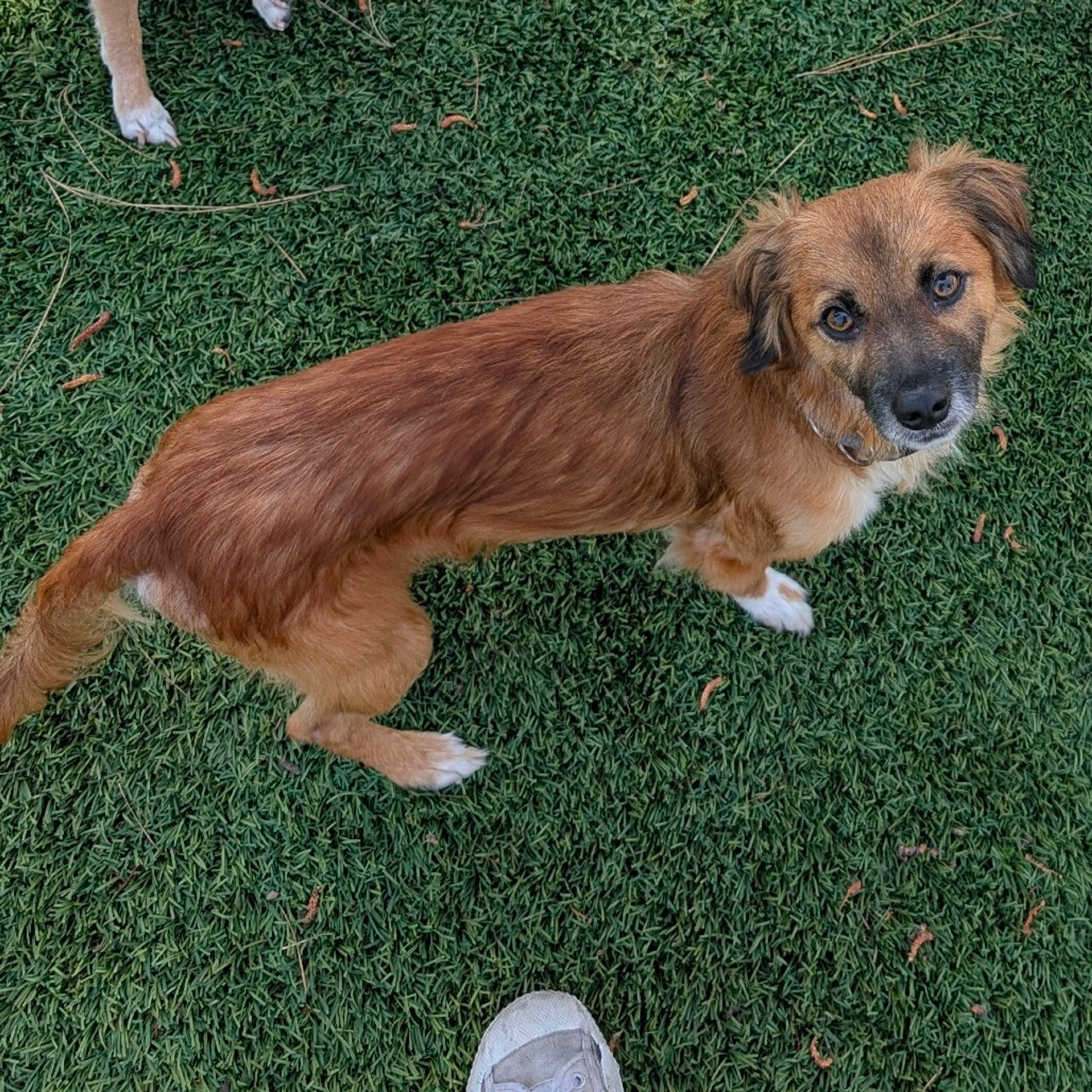 Found pet-6