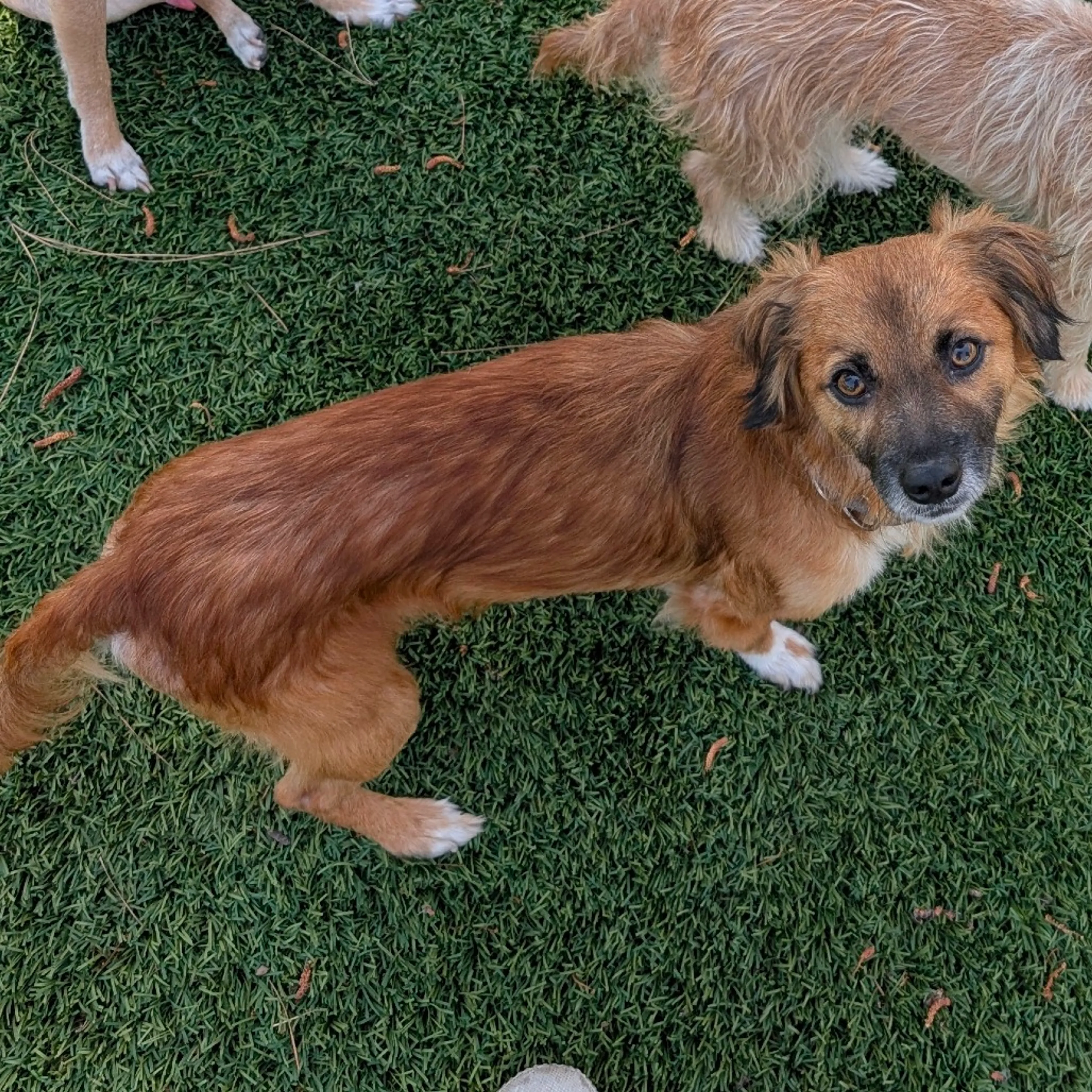 Found pet-7