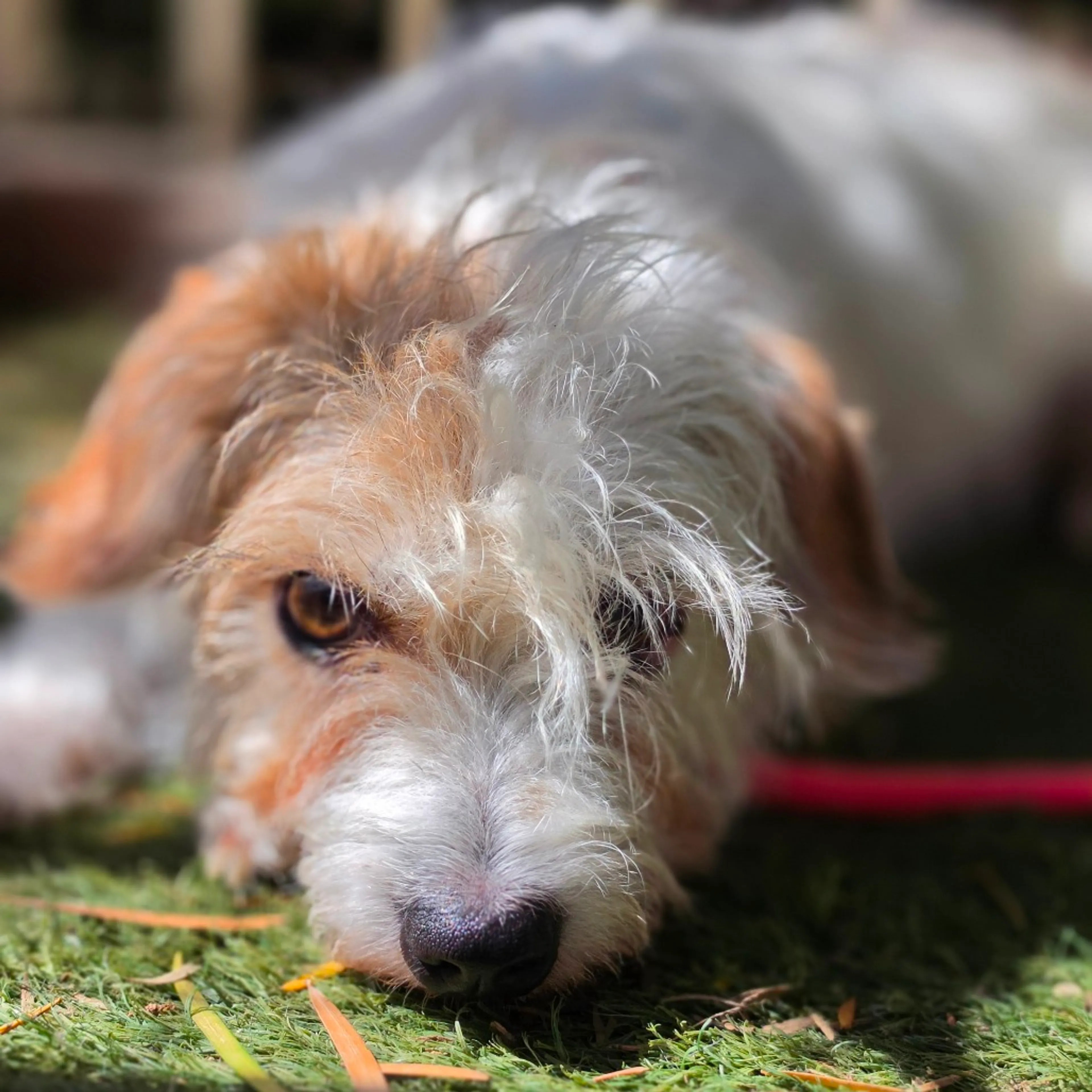 Found pet-1