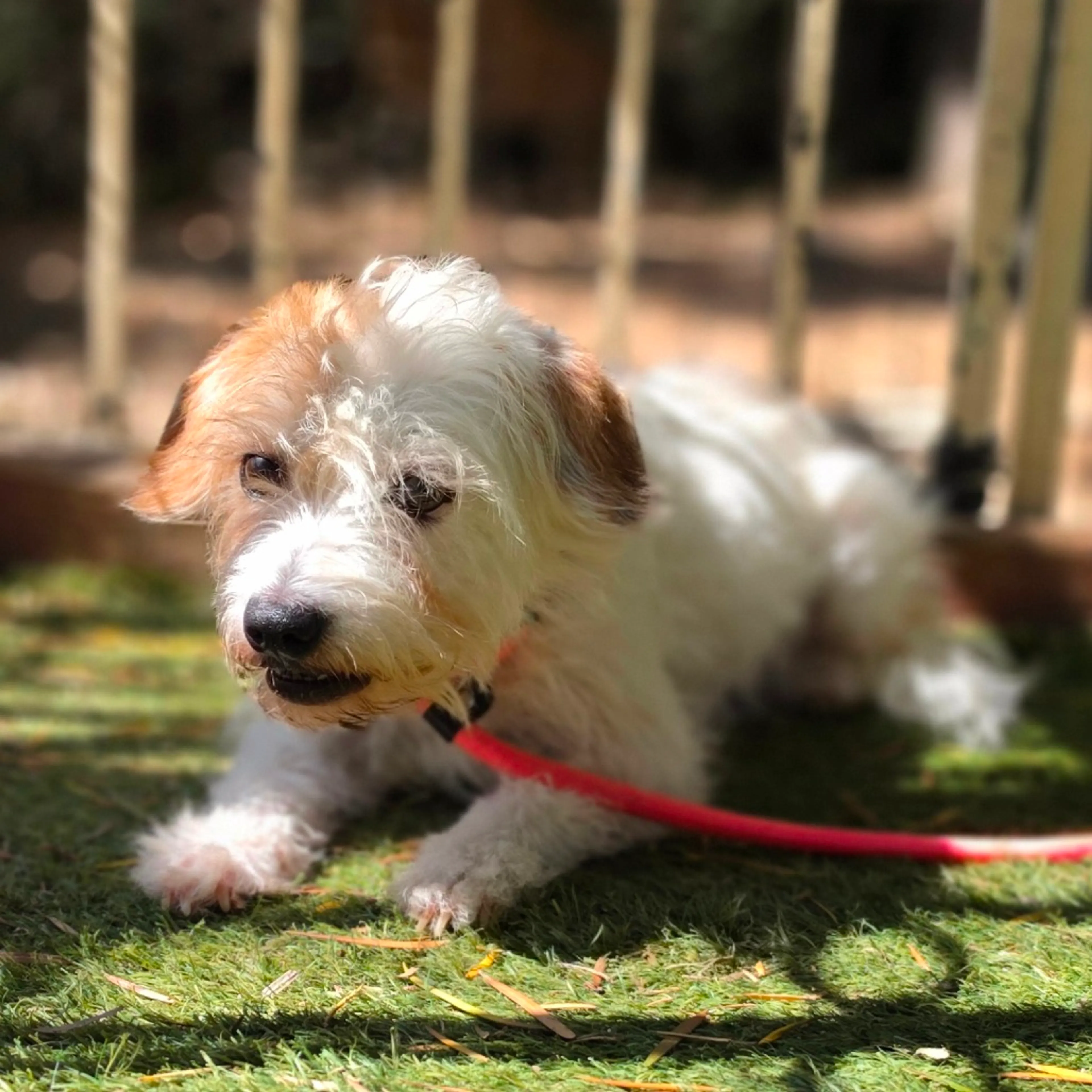 Found pet-2