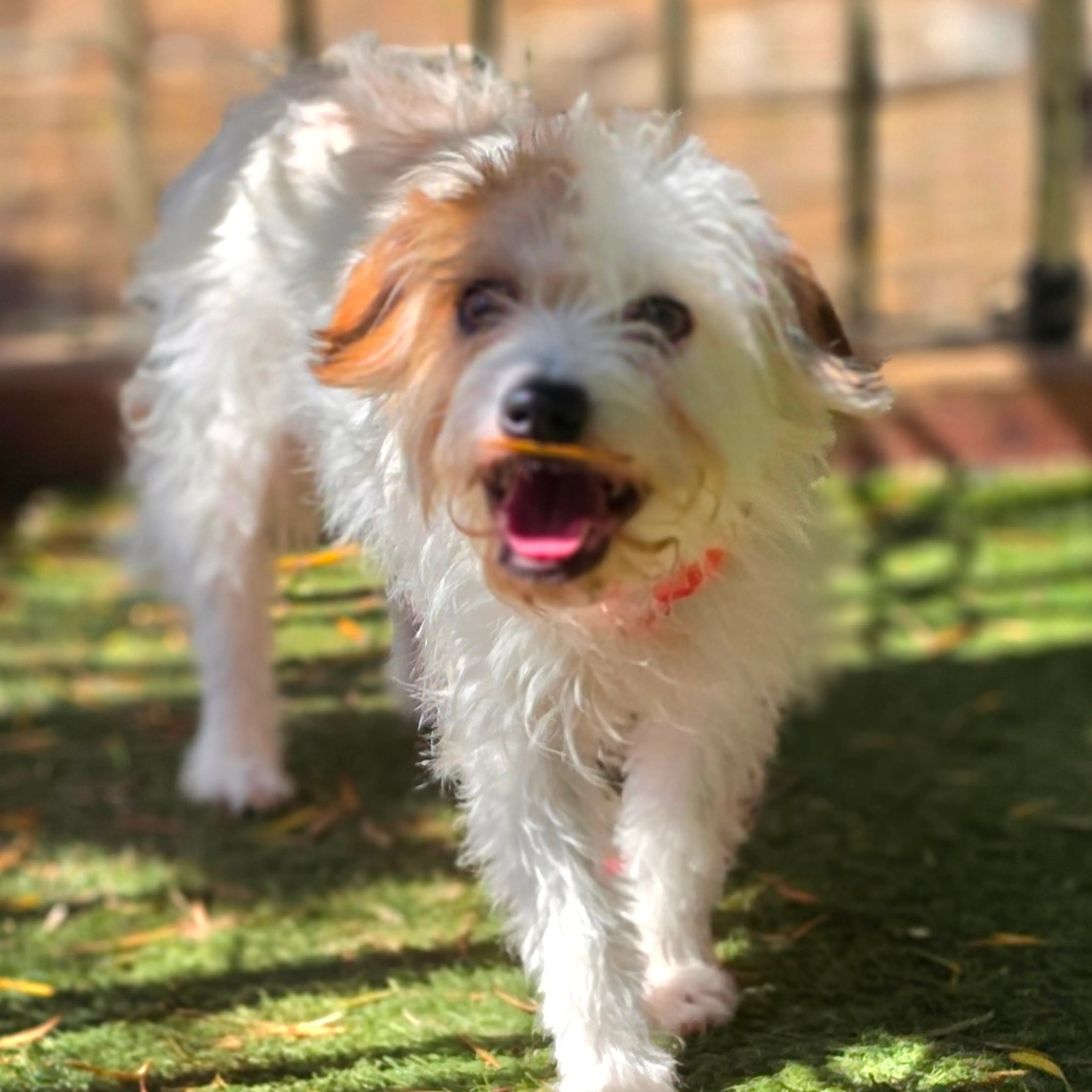 Found pet-3