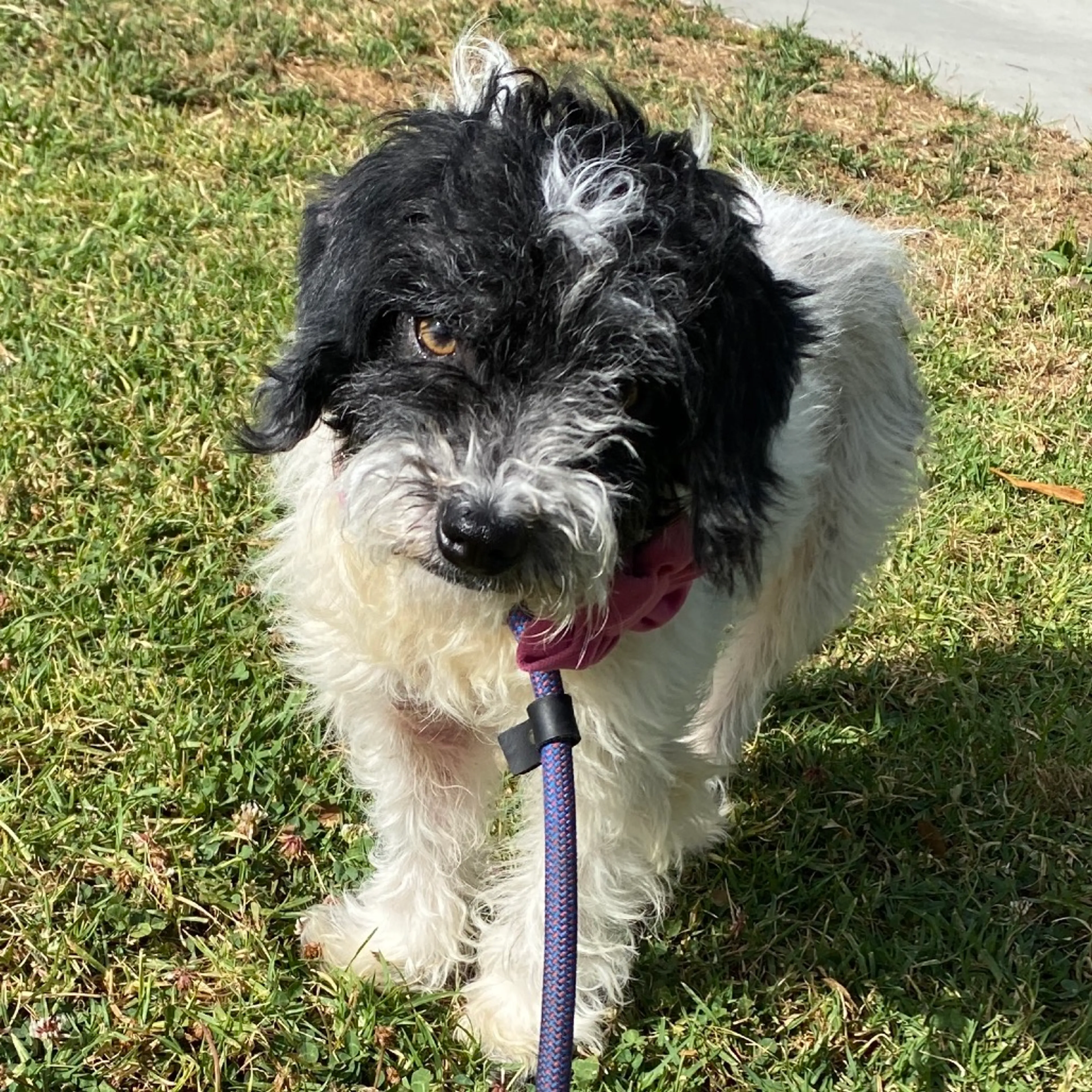 Found pet-7