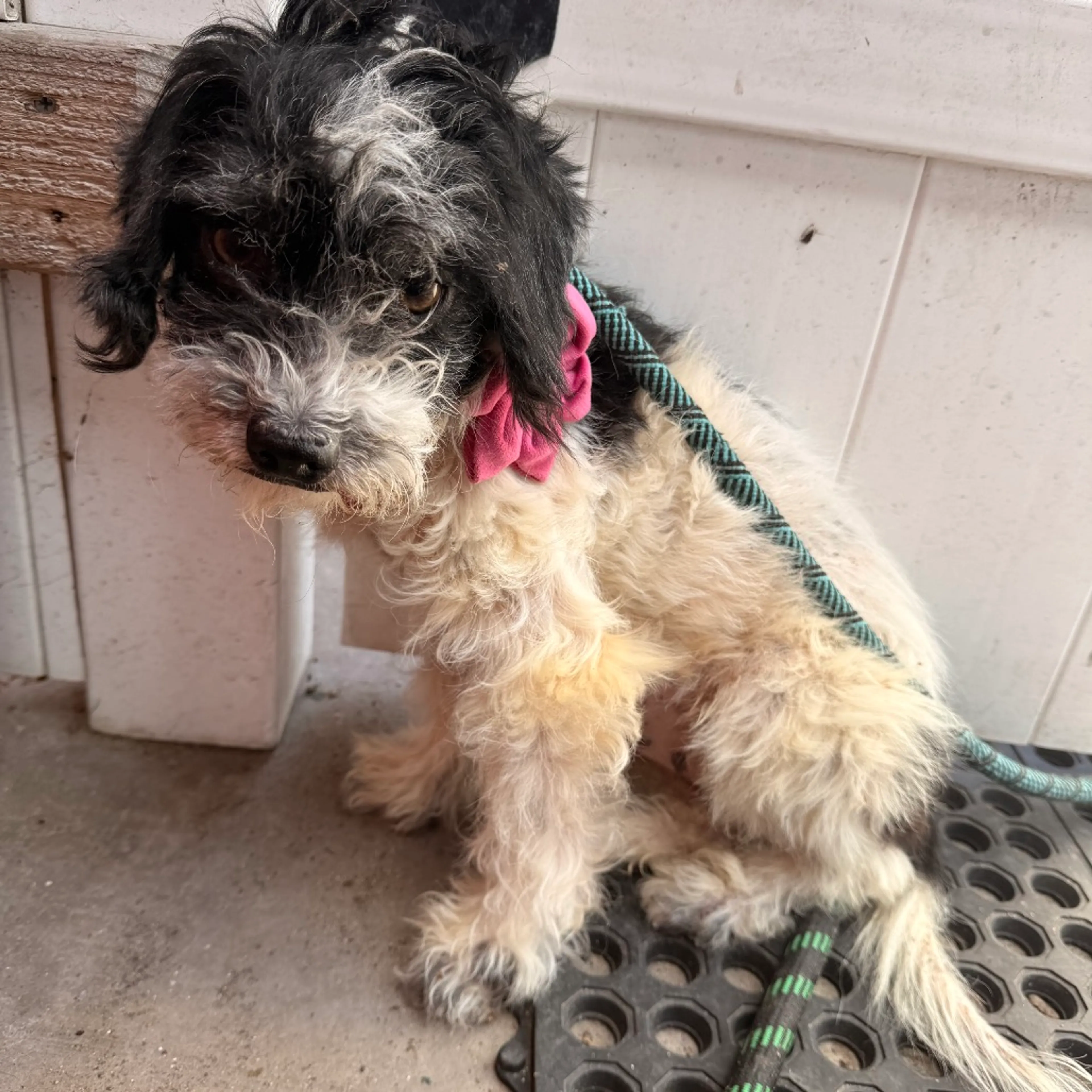Found pet-5