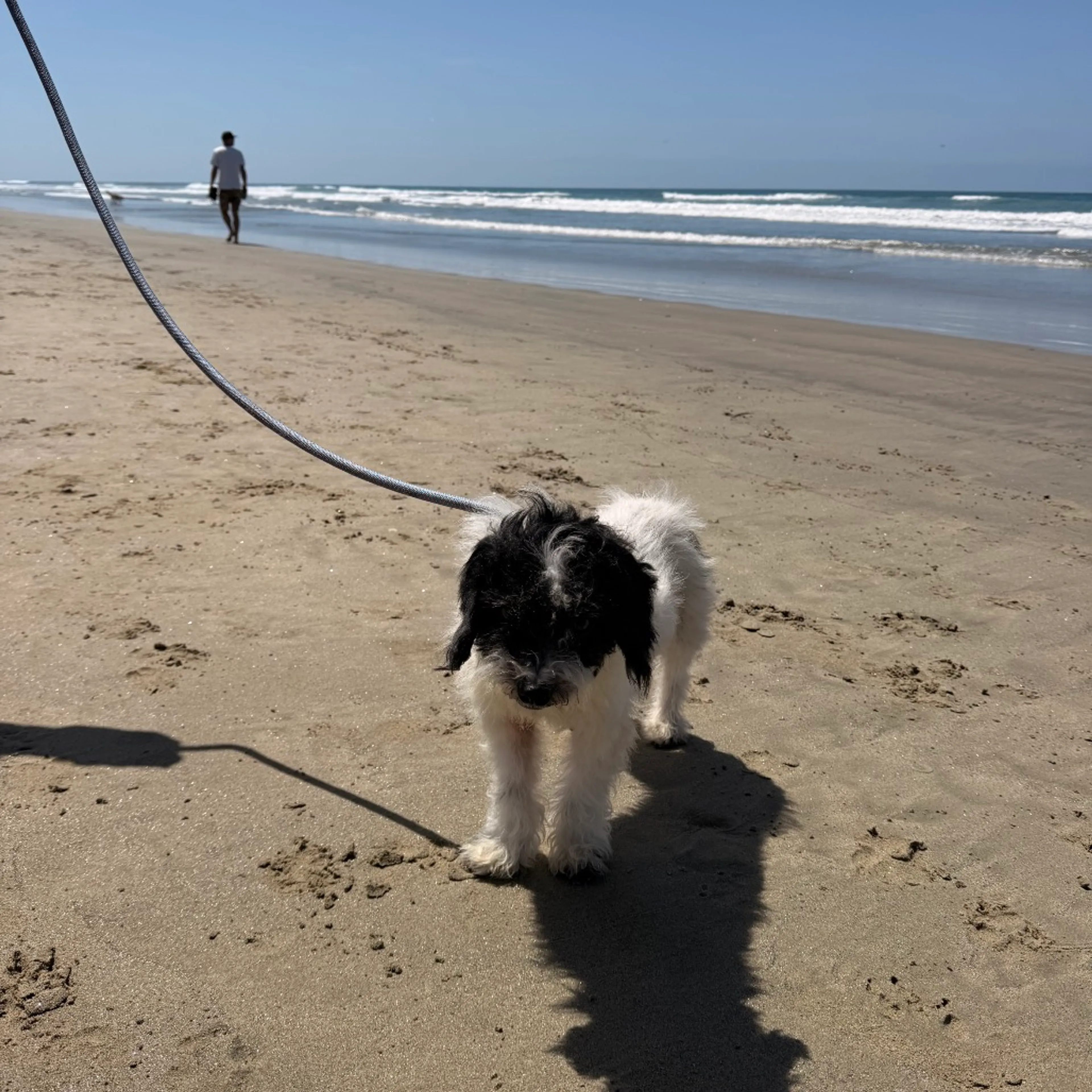 Found pet-10