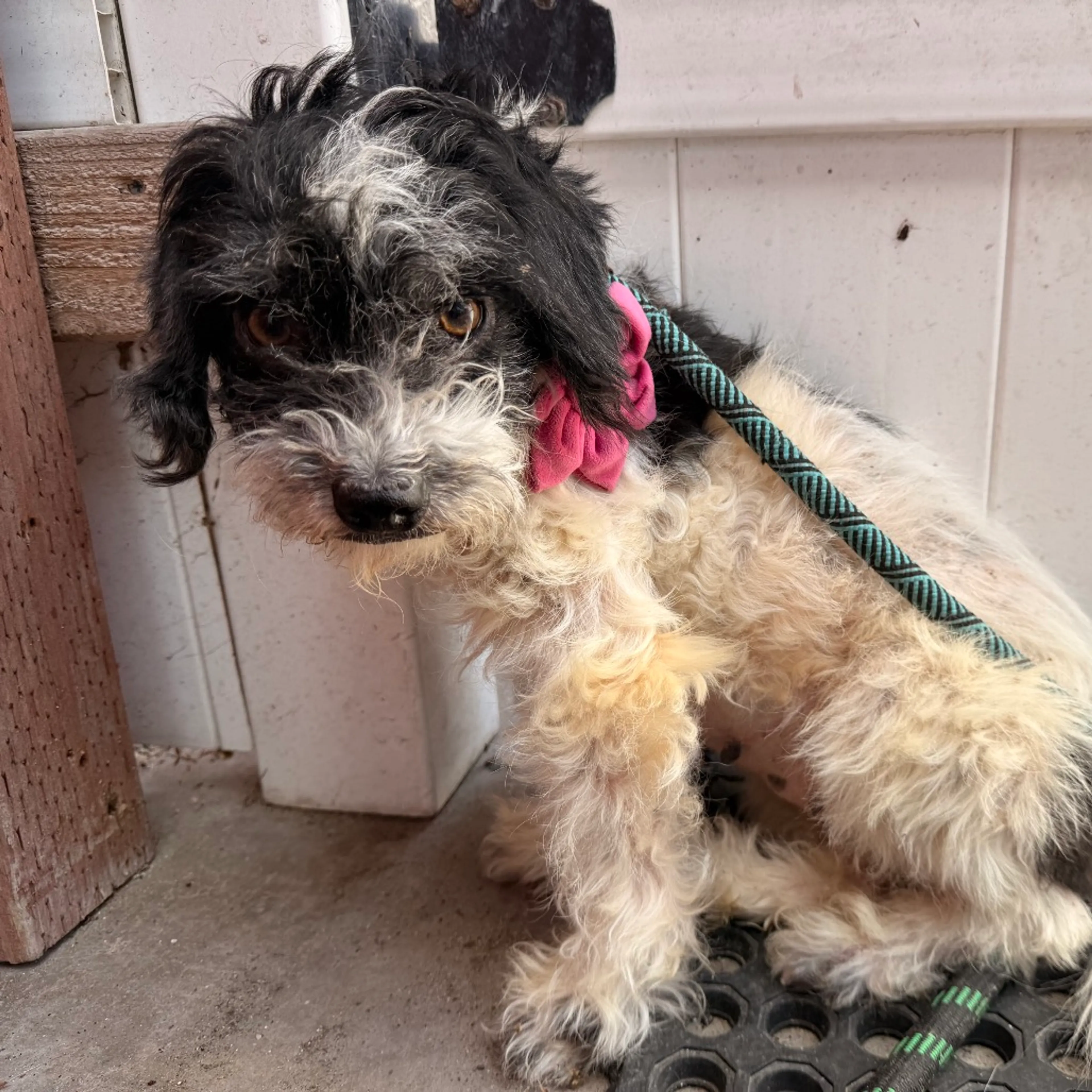 Found pet-6