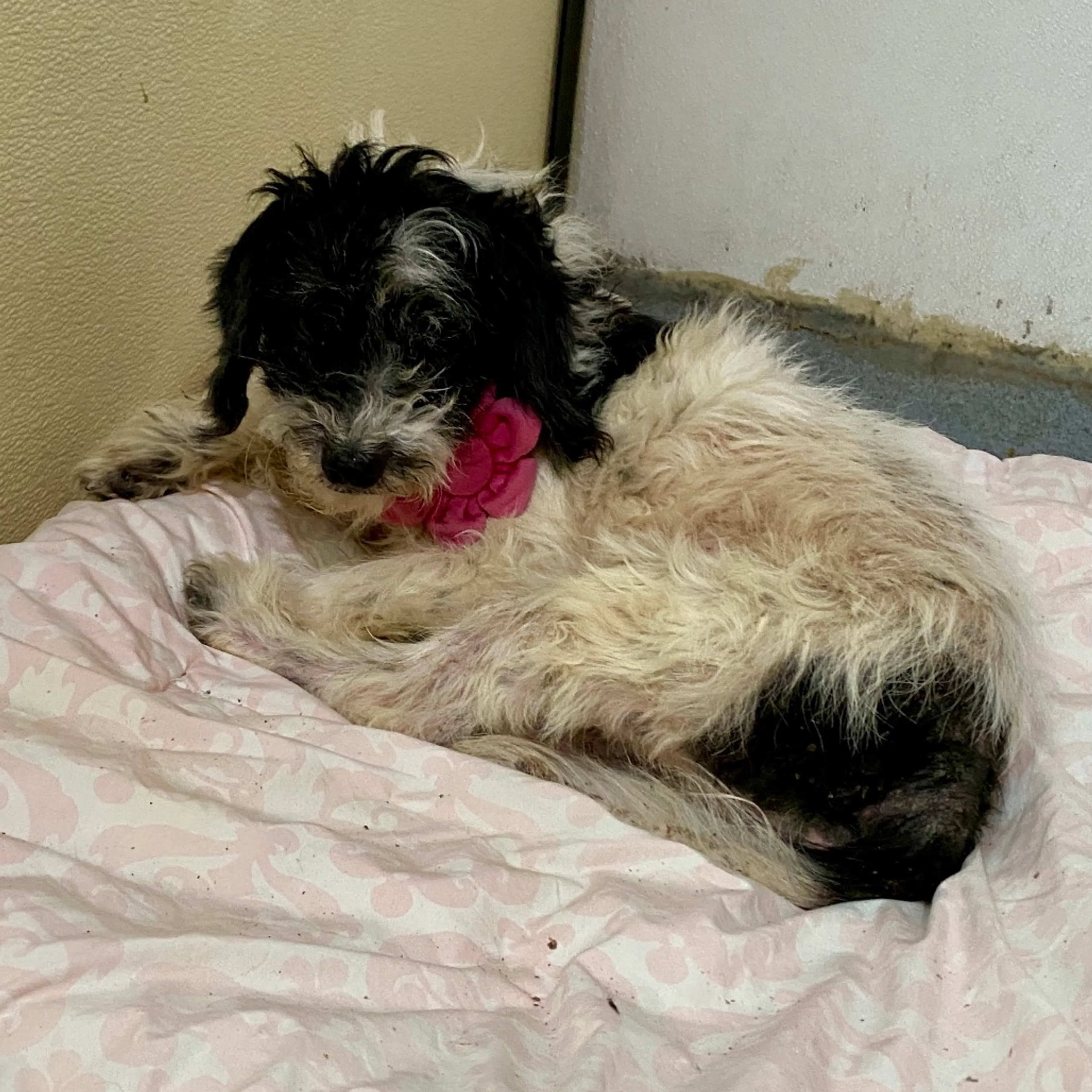 Found pet-1