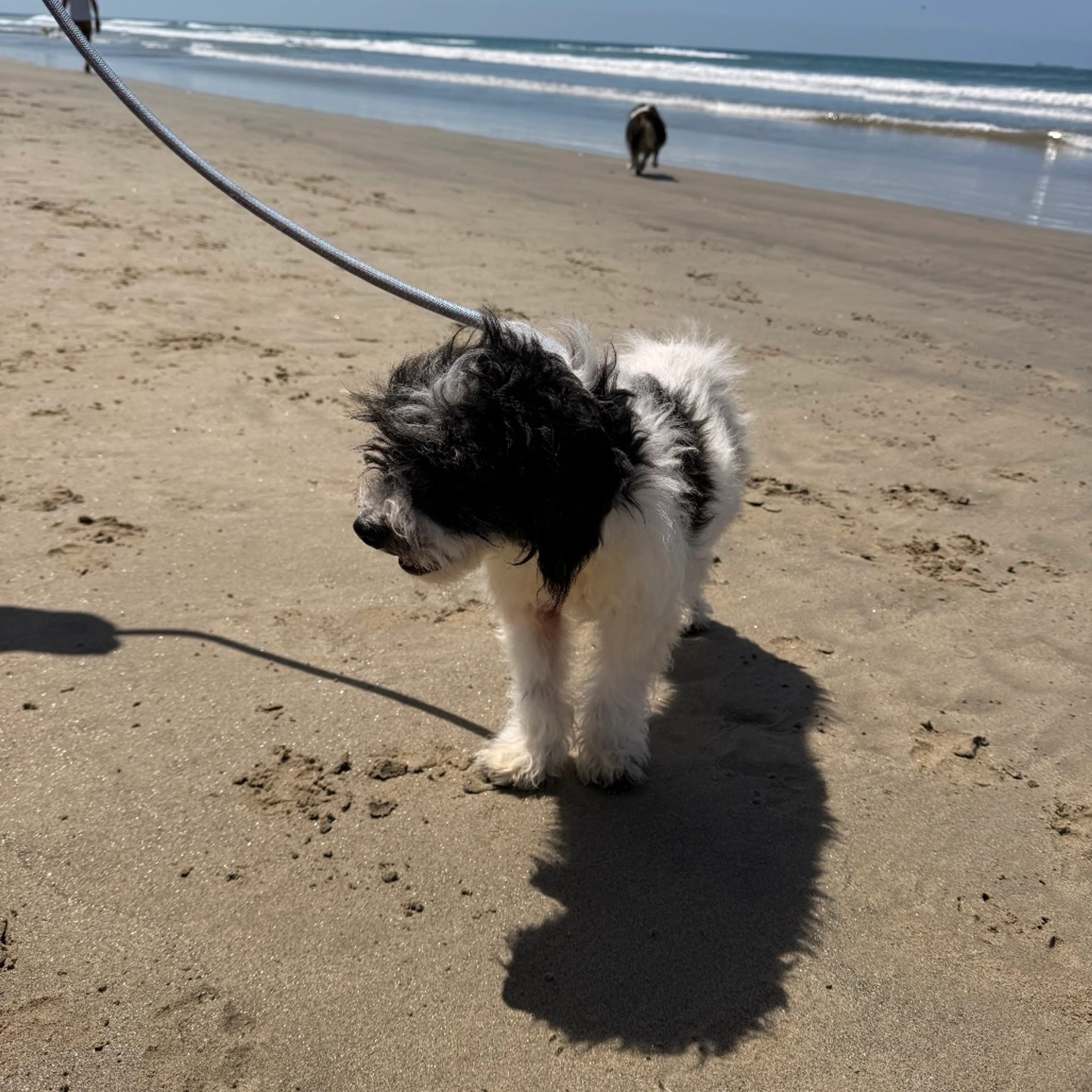 Found pet-9