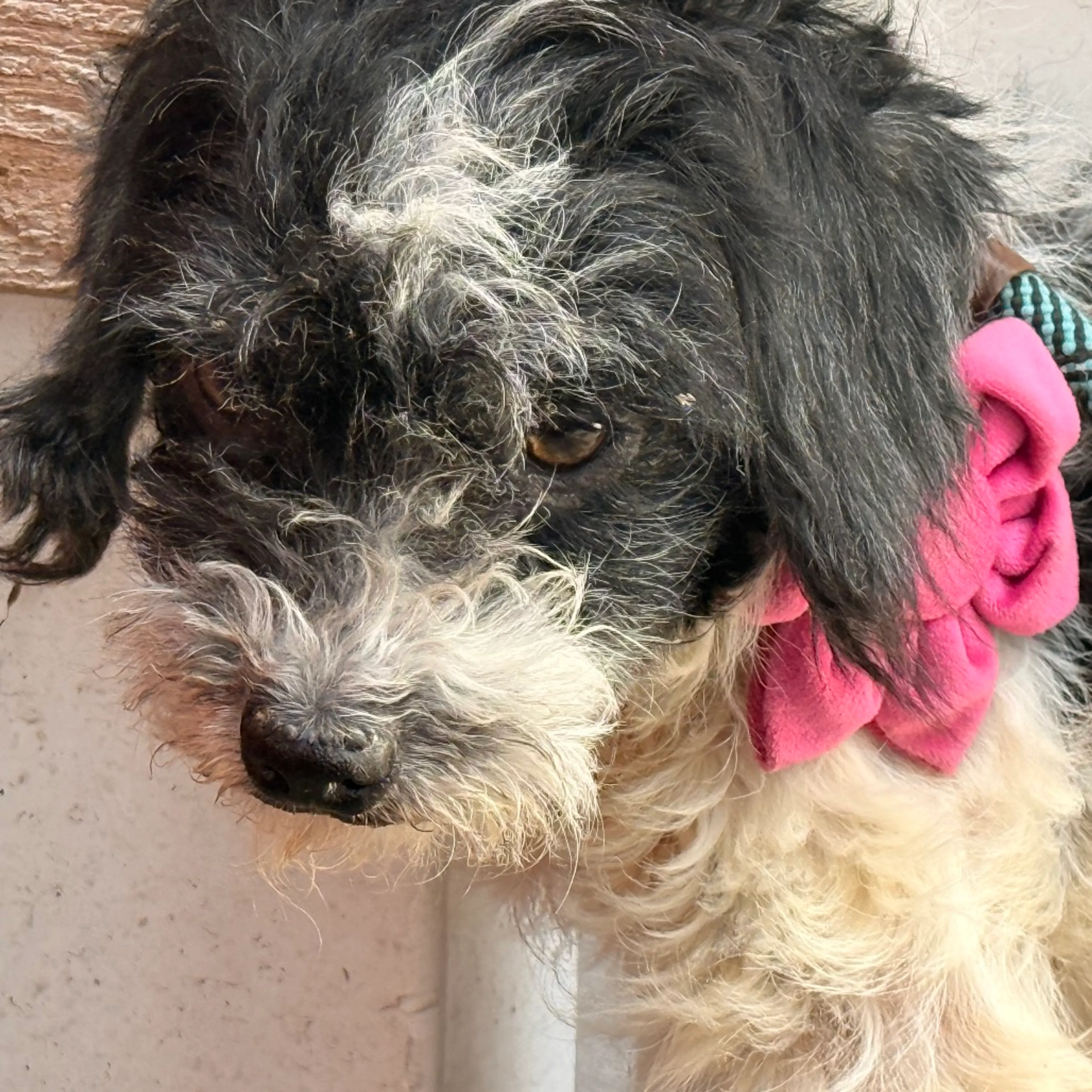 Found pet-3