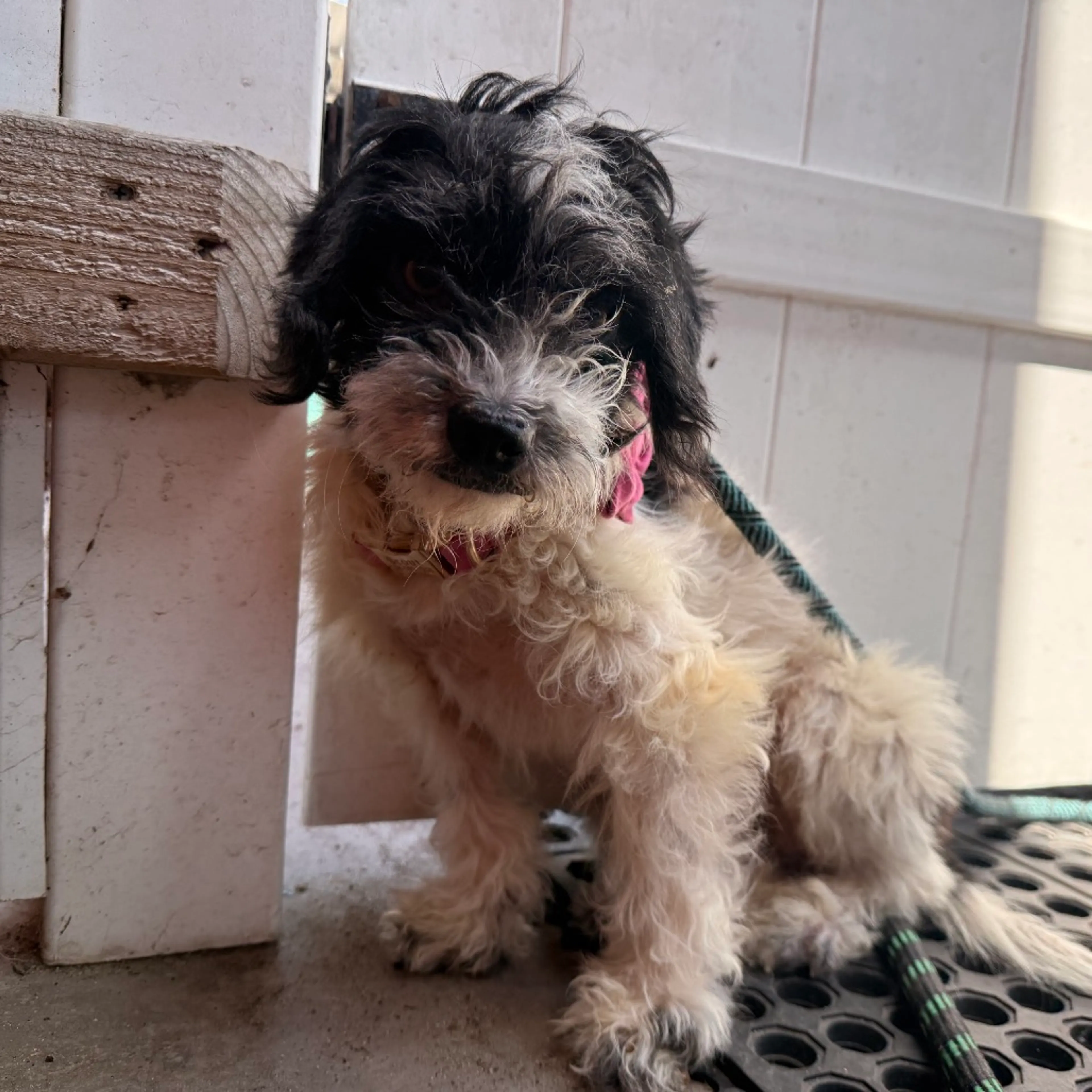 Found pet-4