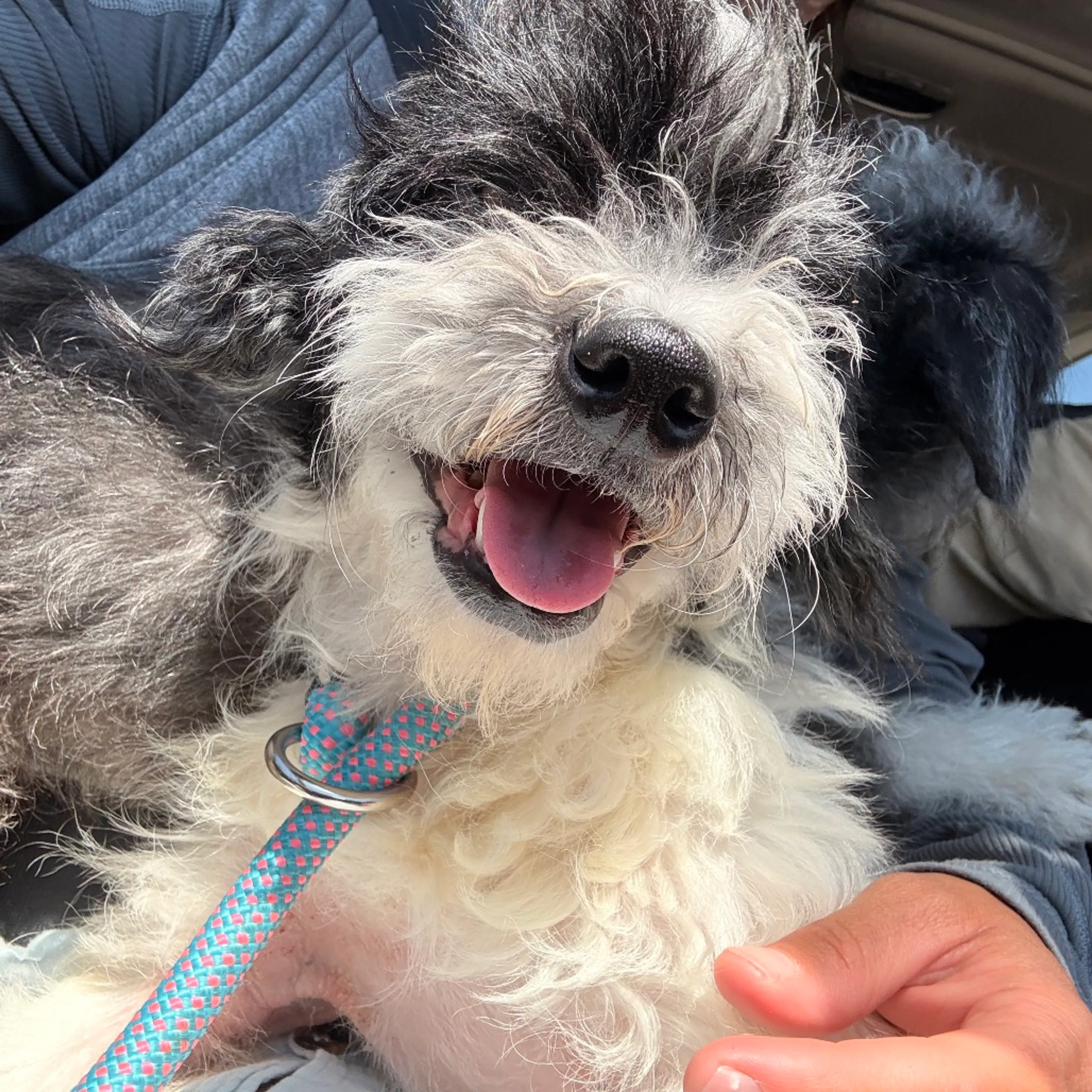 Found pet-8