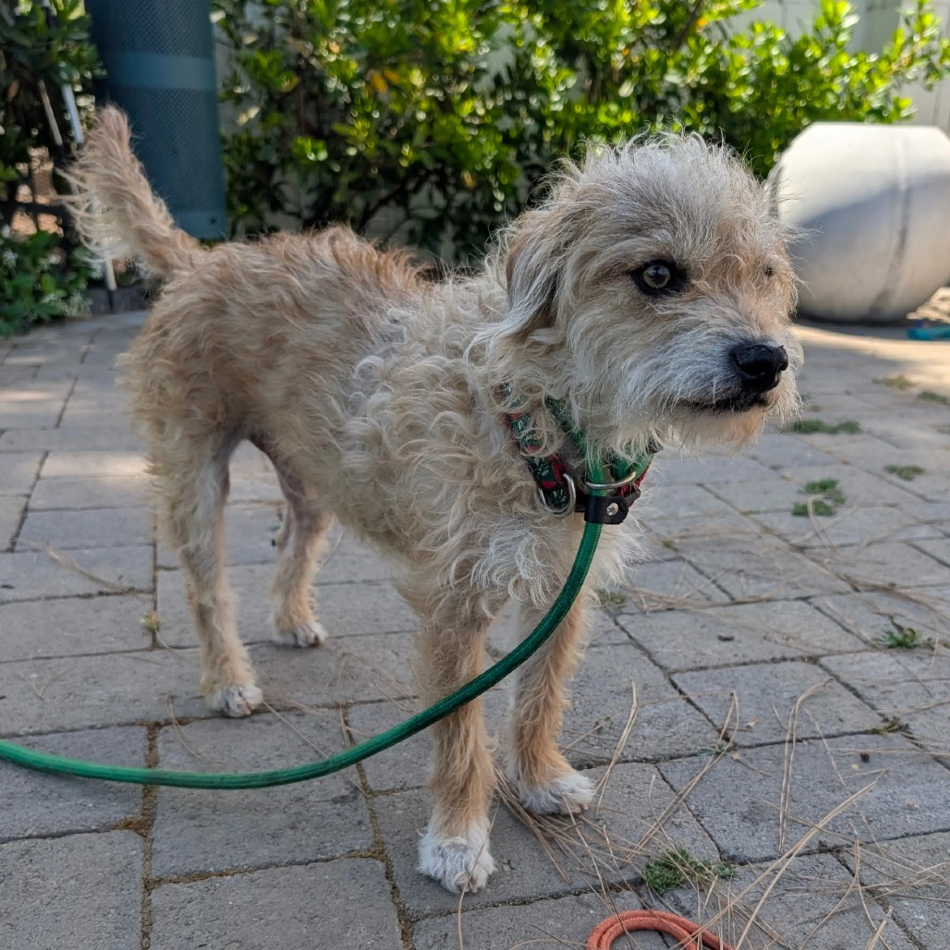 Found pet-6