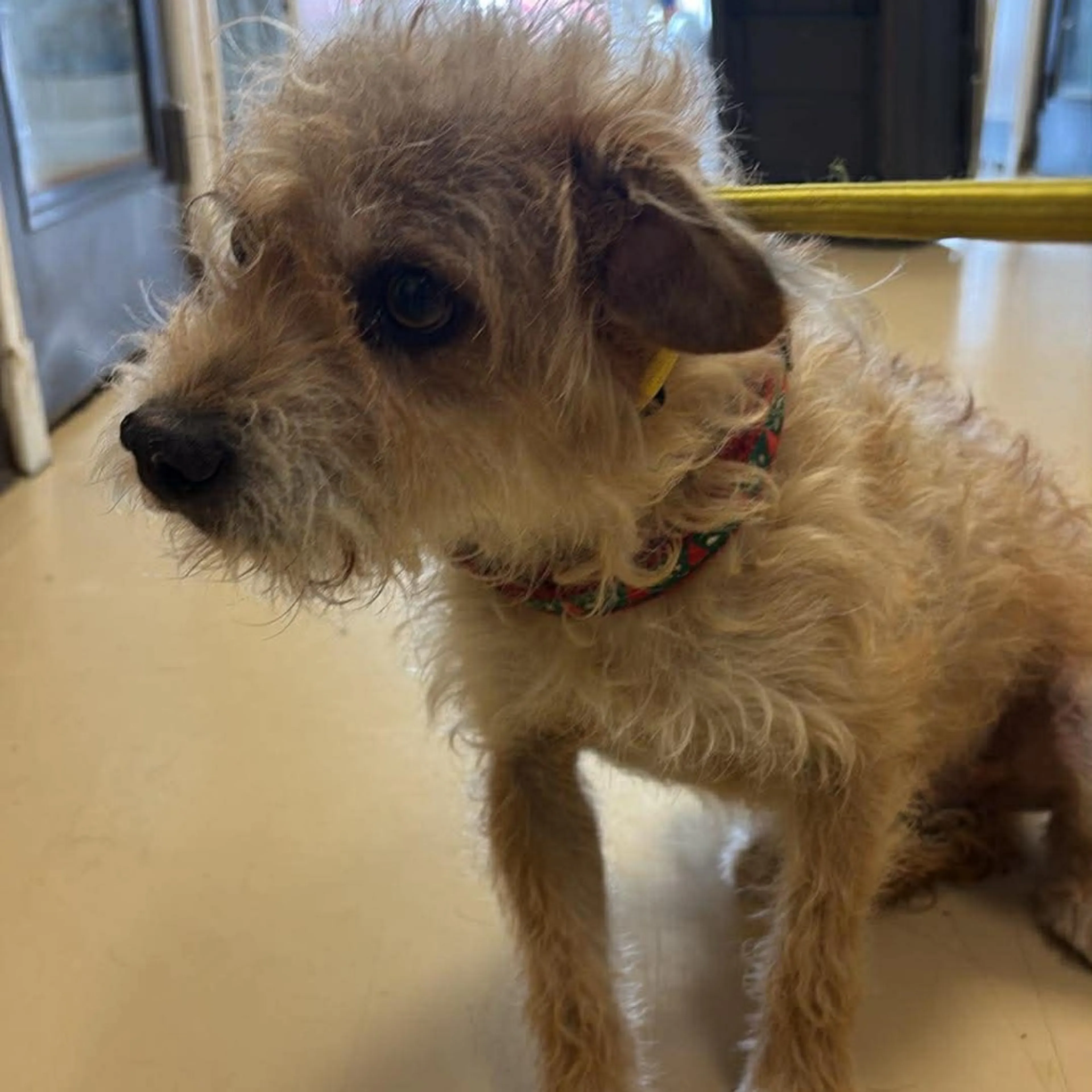 Found pet-1